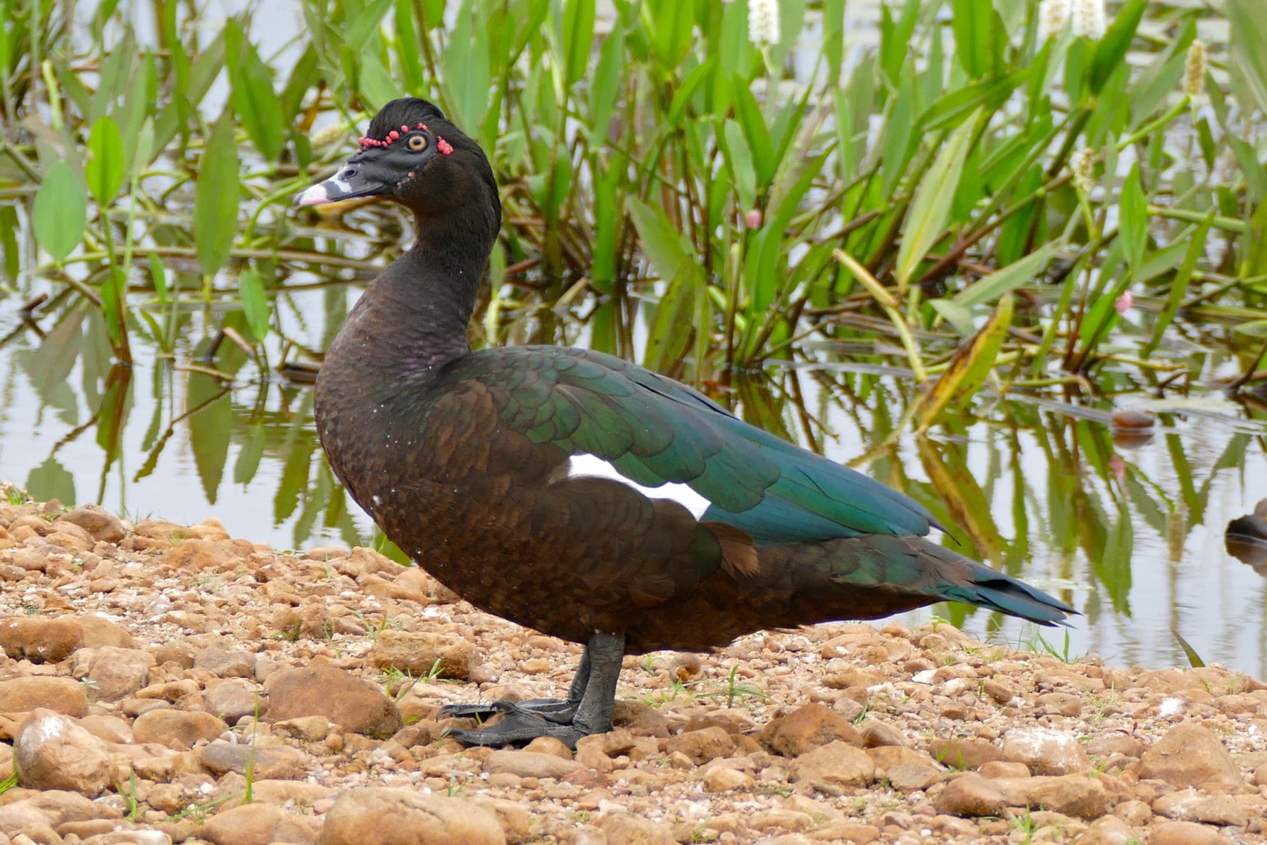 Pato criollo (de Berbería)