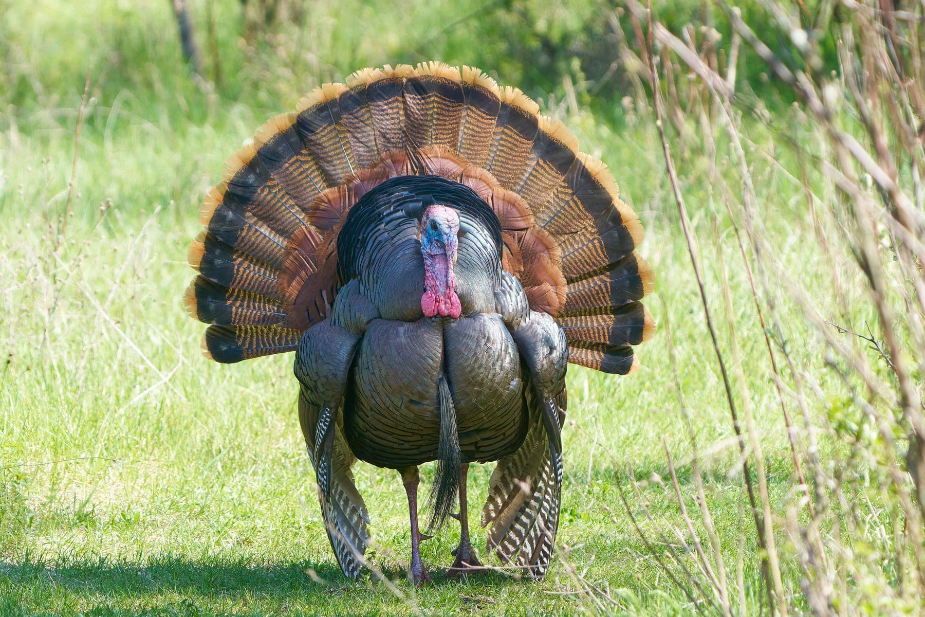 Pavo común