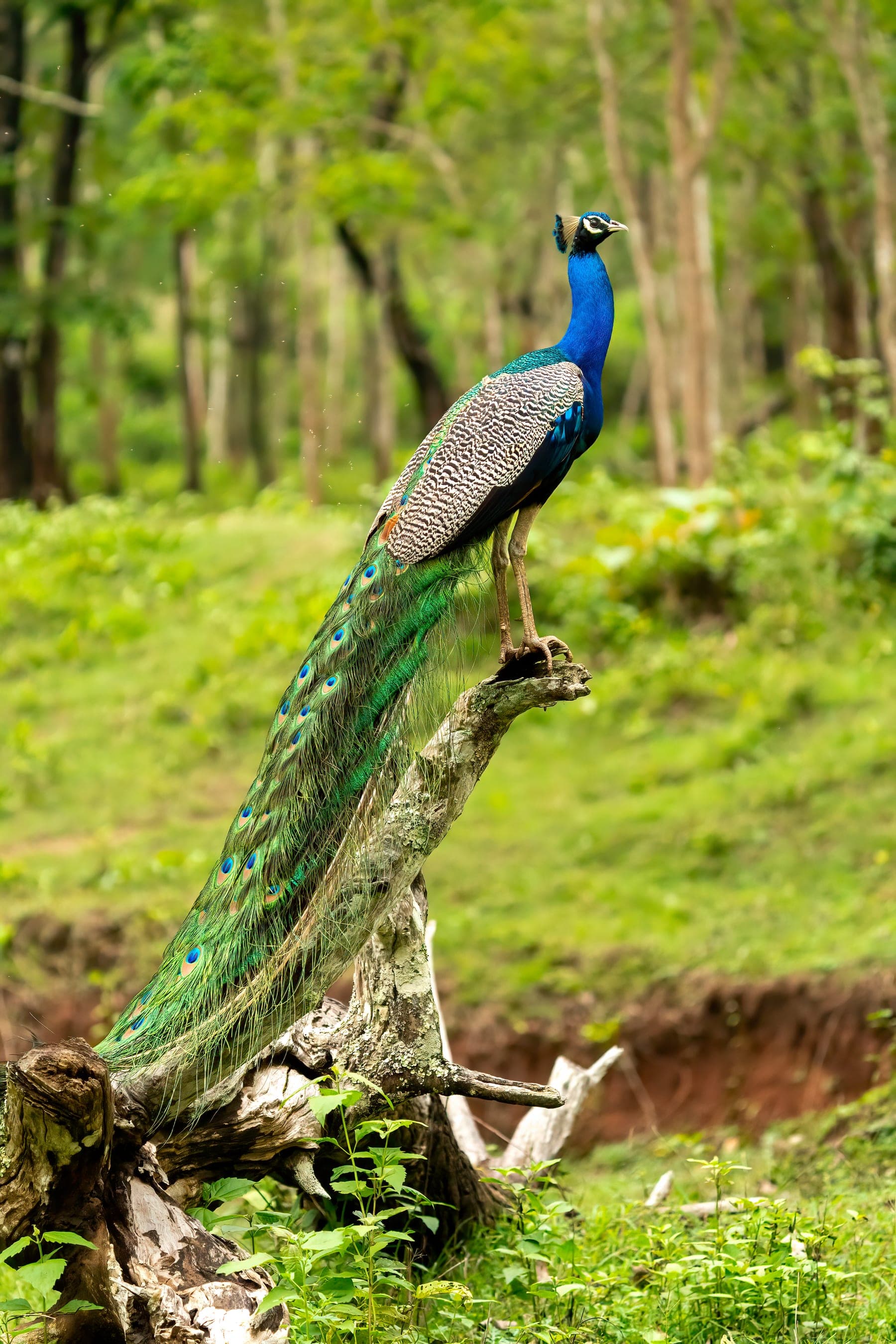 Pavo real común