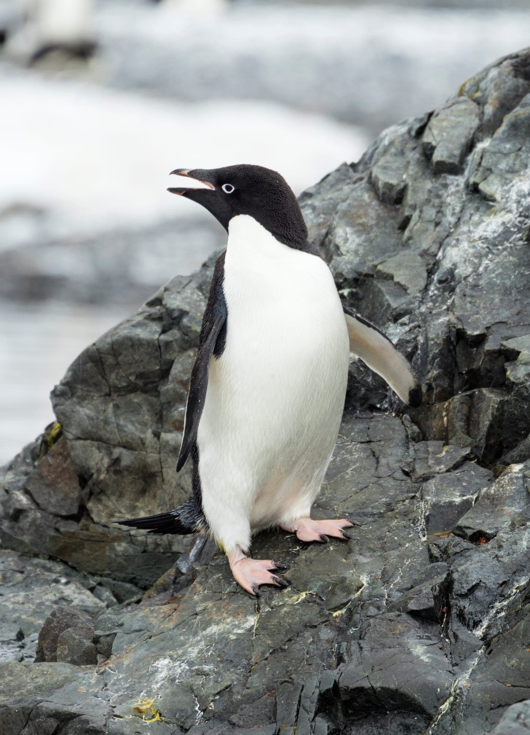 Pingüino de Adelia