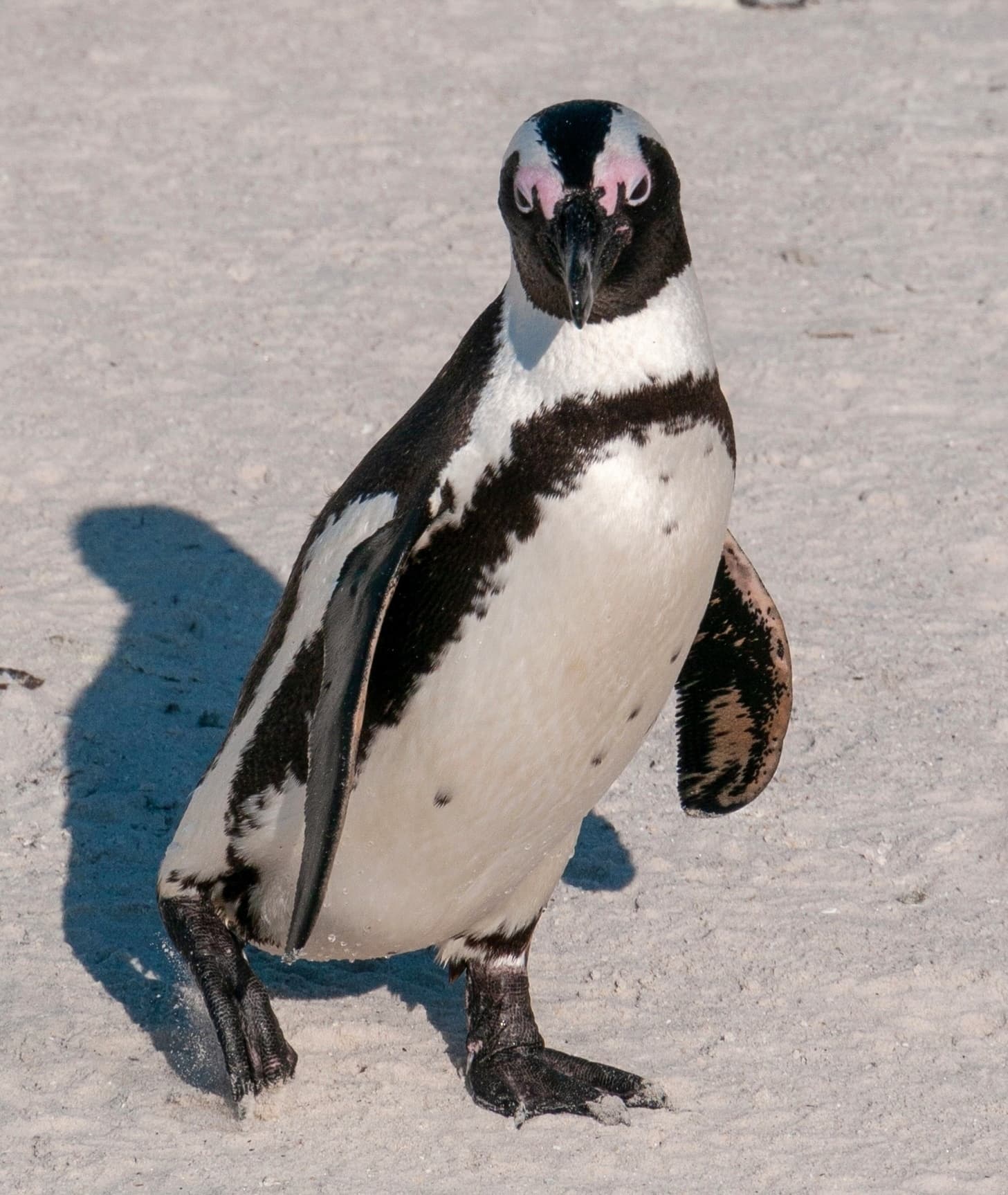 Pingüino africano (del Cabo)