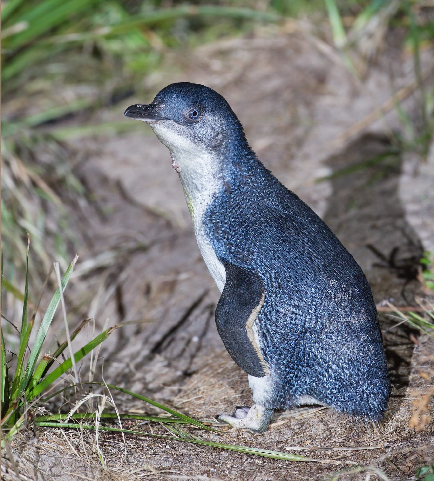 Pingüino azul (pequeño)