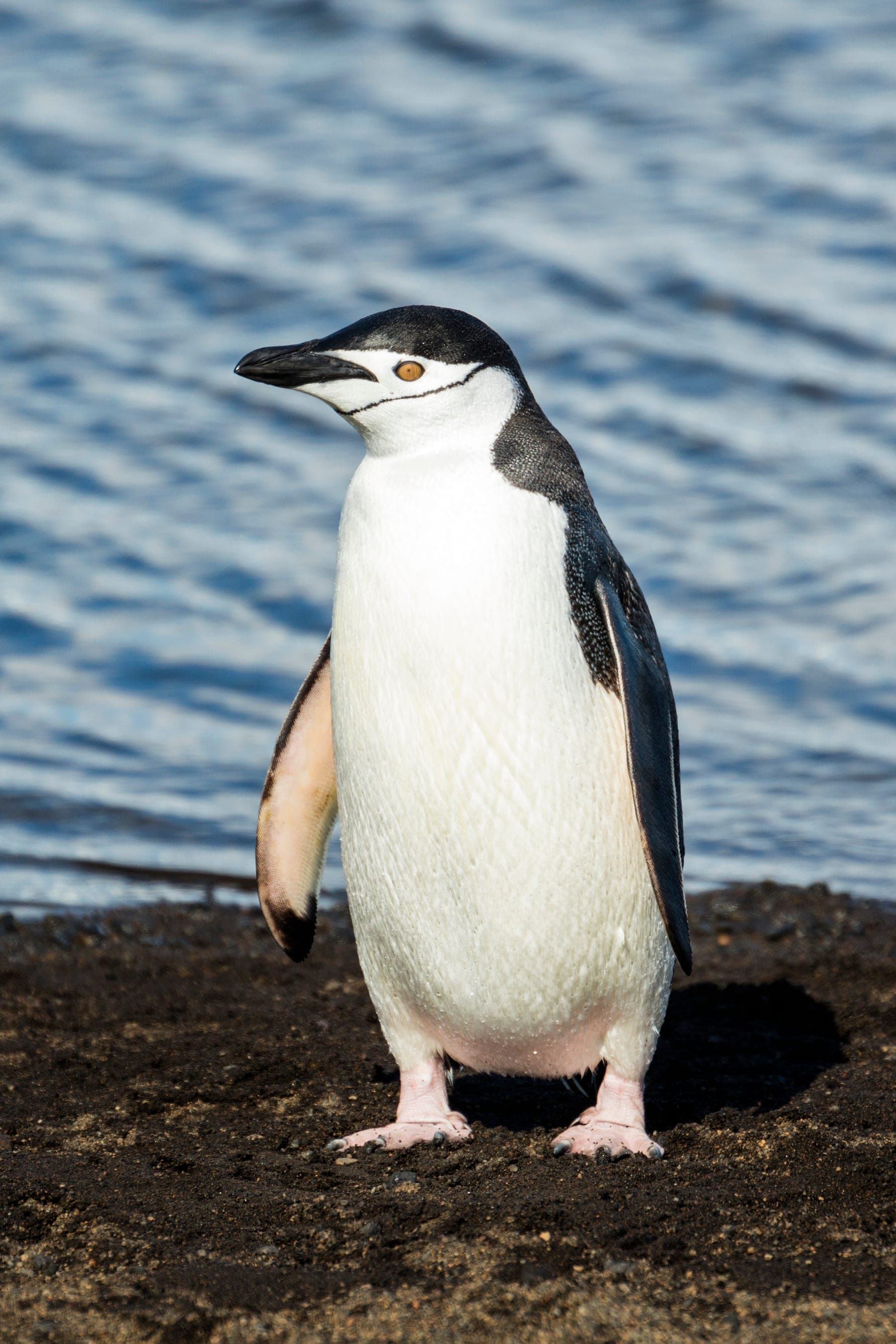Pingüino barbijo