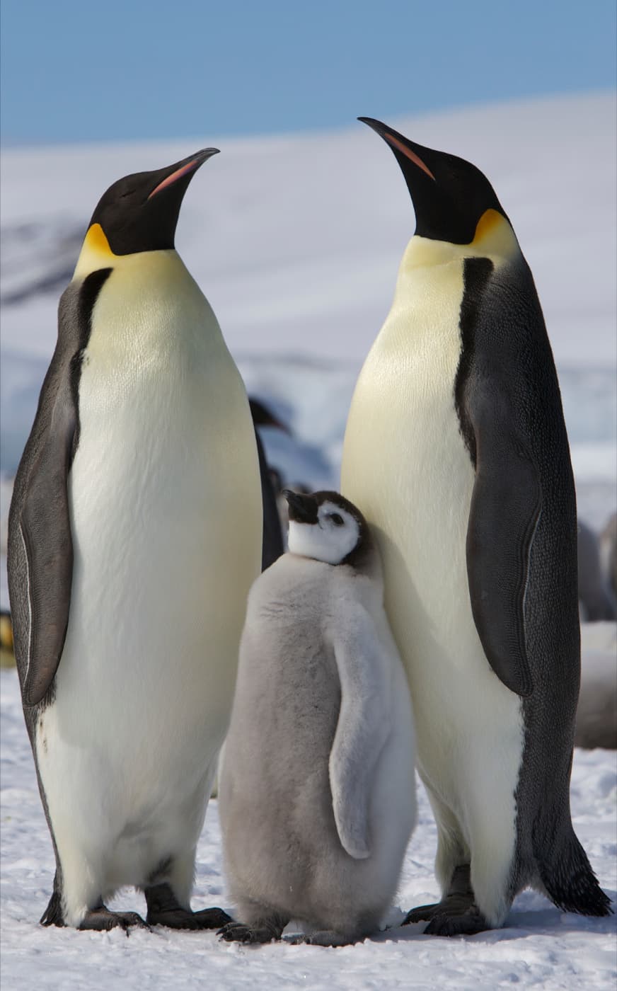 Pingüino emperador, el más grande del mundo