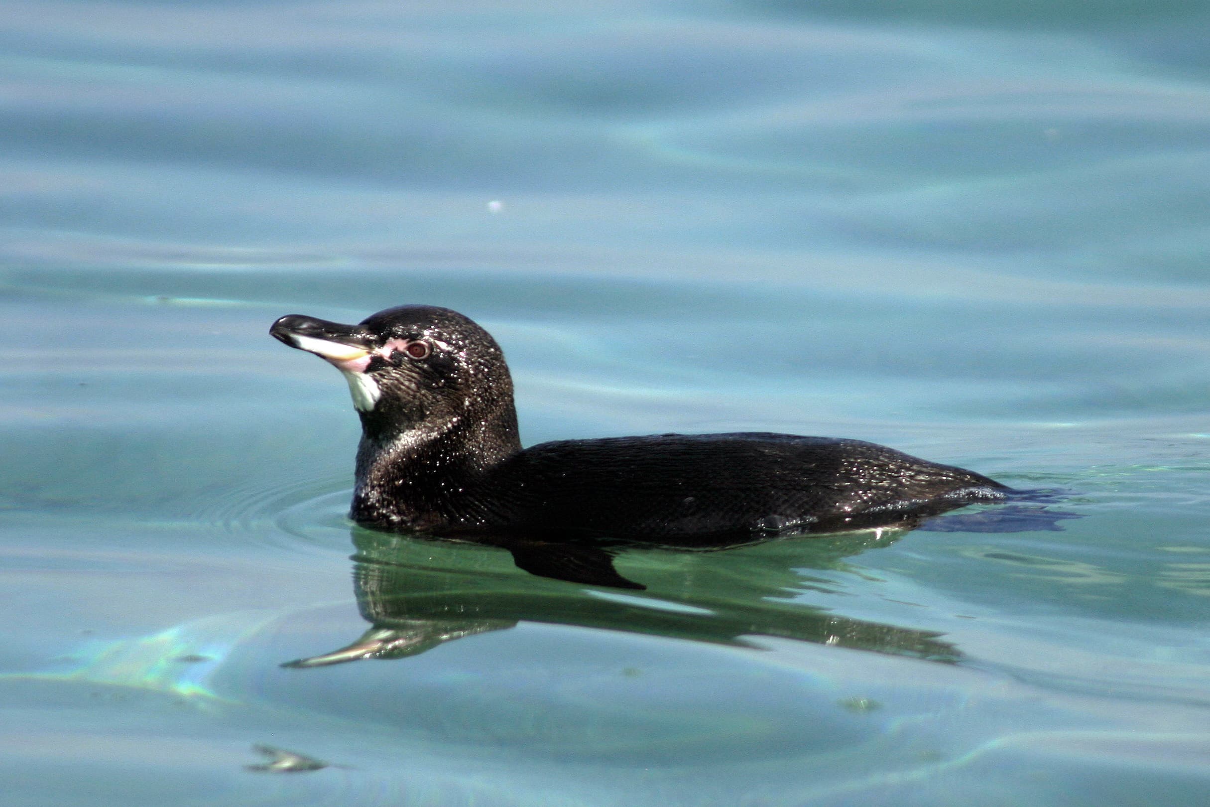 Pingüino de las Galápagos