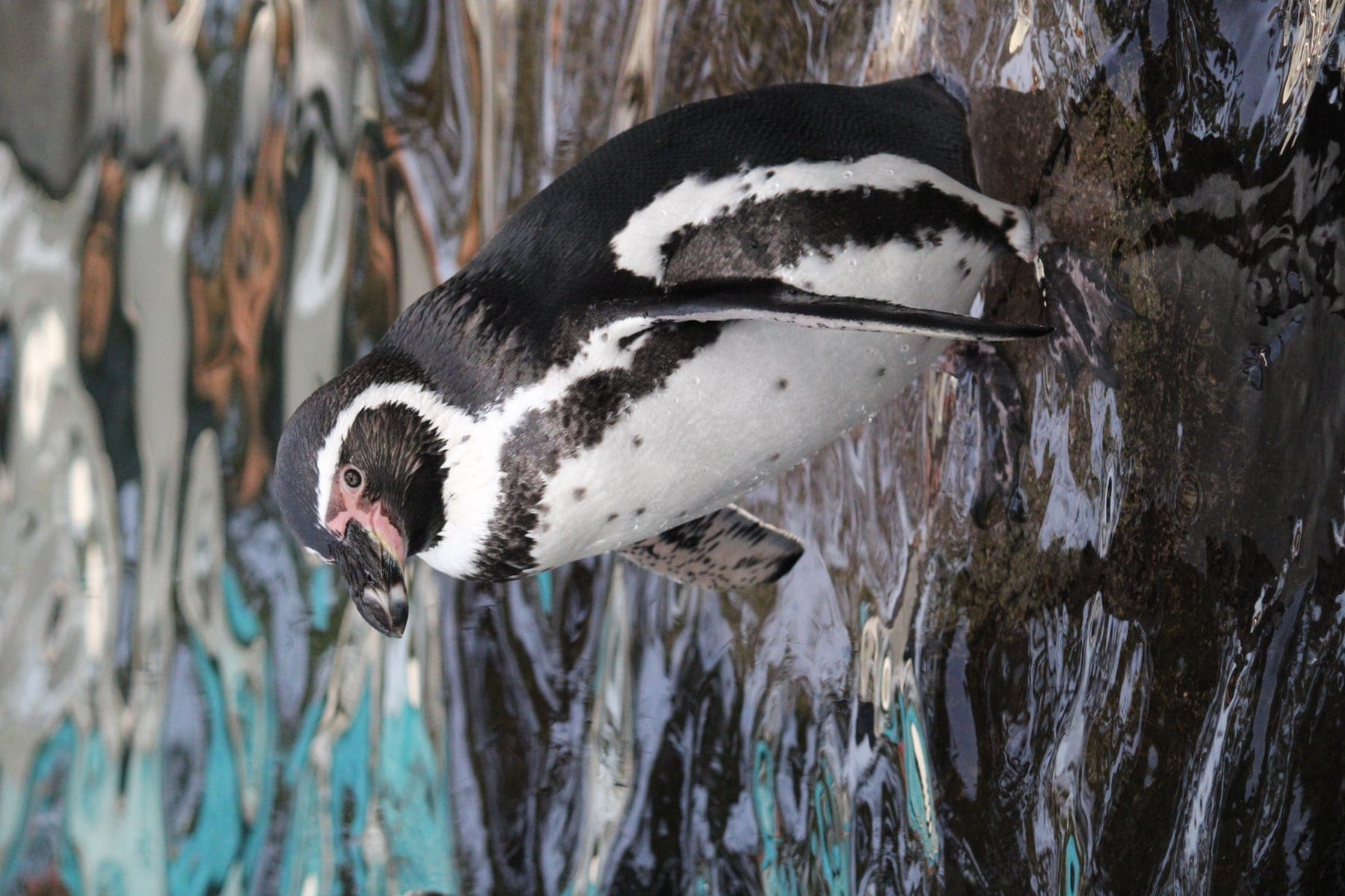Pingüino de Humboldt
