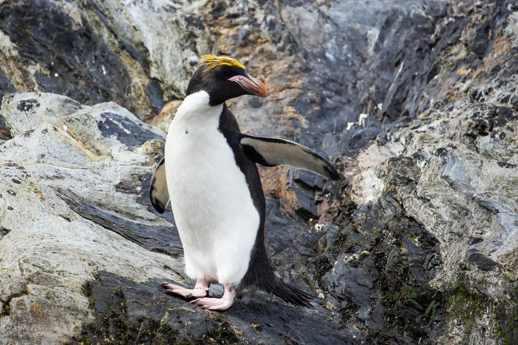 Pingüino macaroni