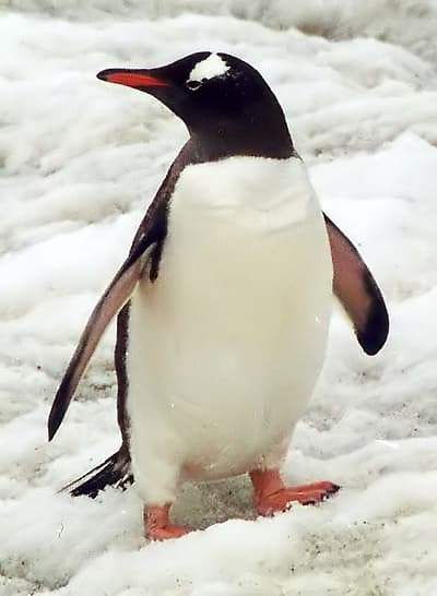 Pingüino papúa (juanito)