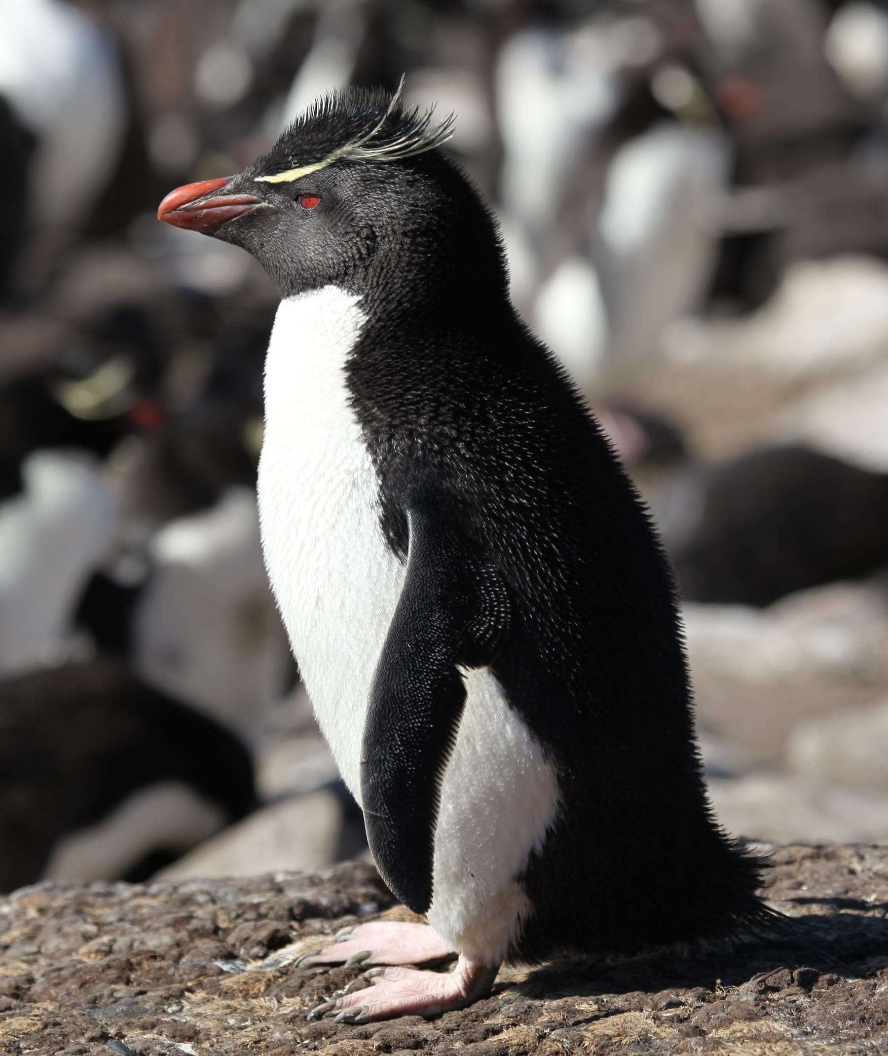 Pingüino de penacho amarillo (saltarrocas)