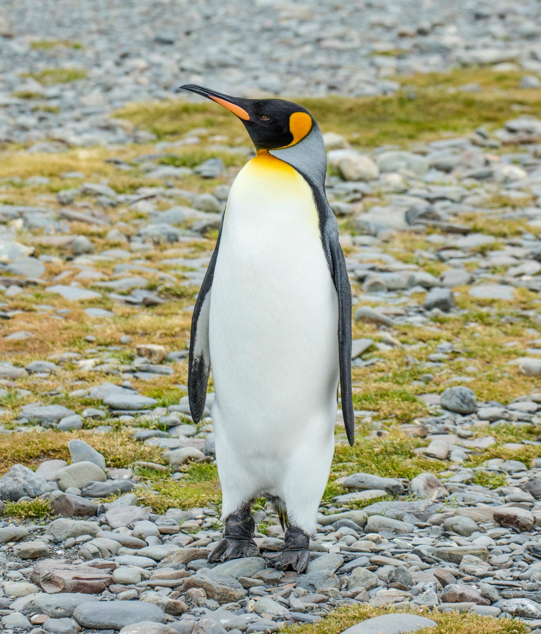 Pingüino rey