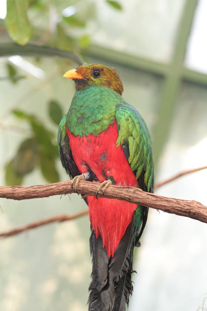 Quetzal cabecidorado