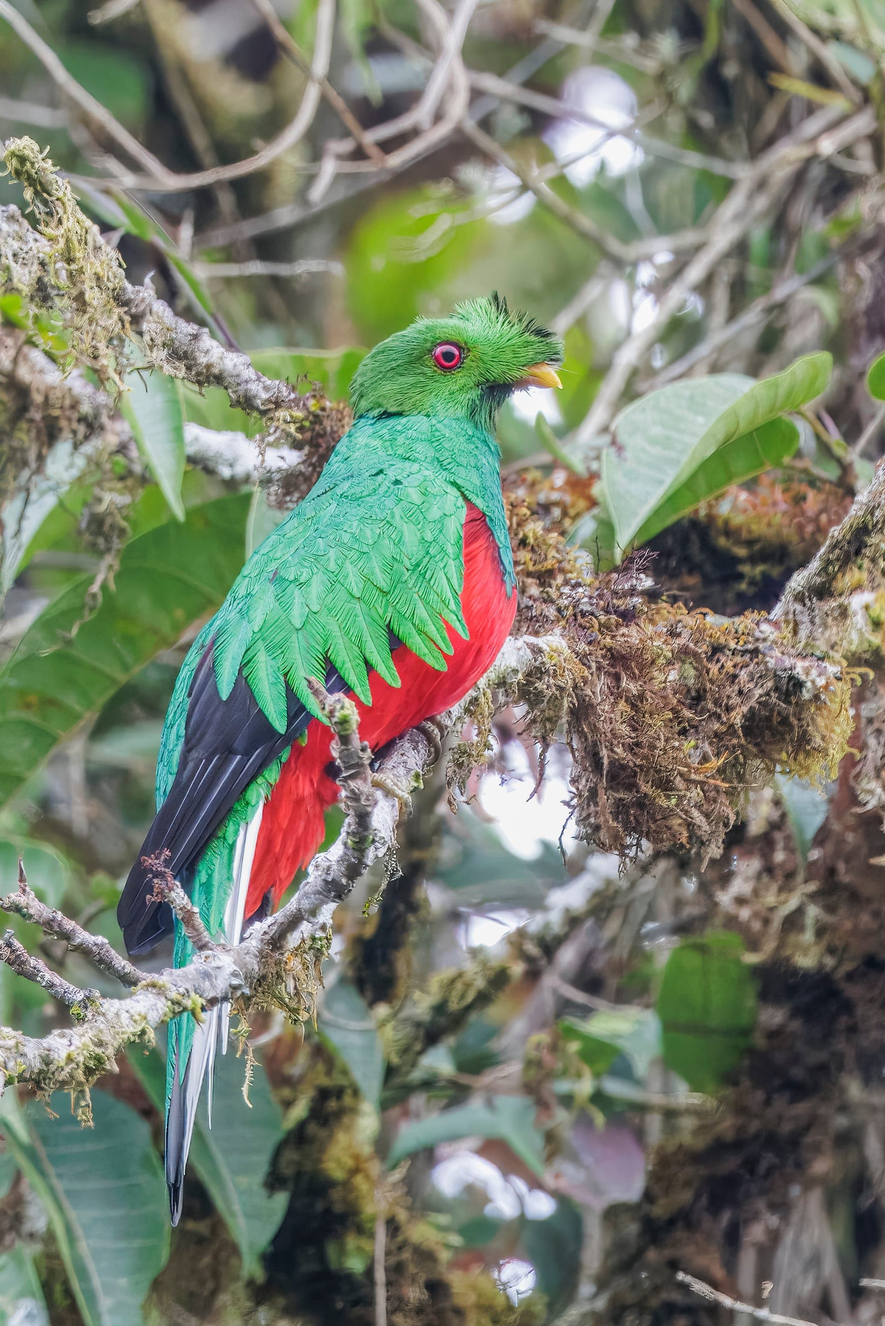 Quetzal crestado