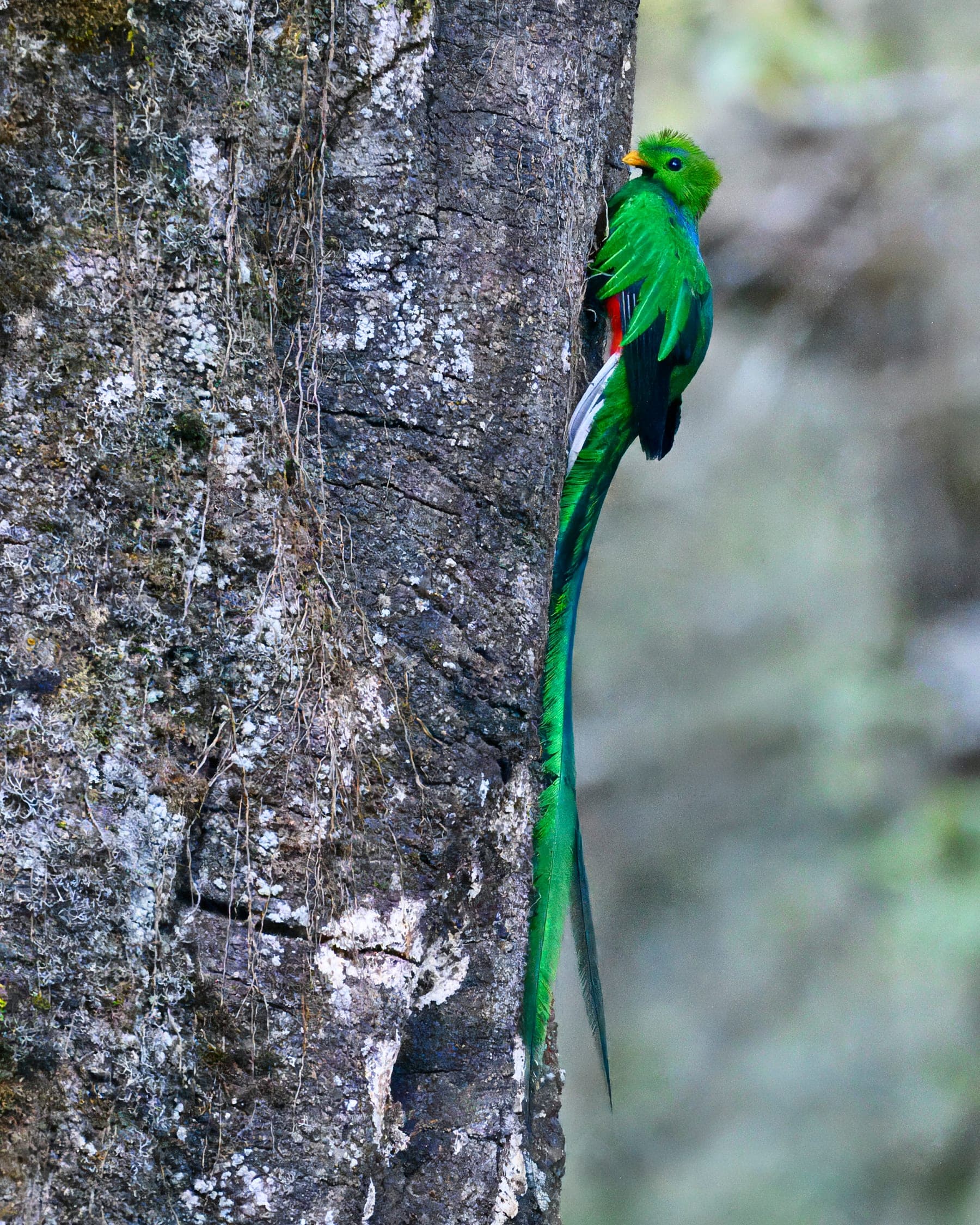 Quetzal mesoamericano de plumaje verde iridiscente y larga cola