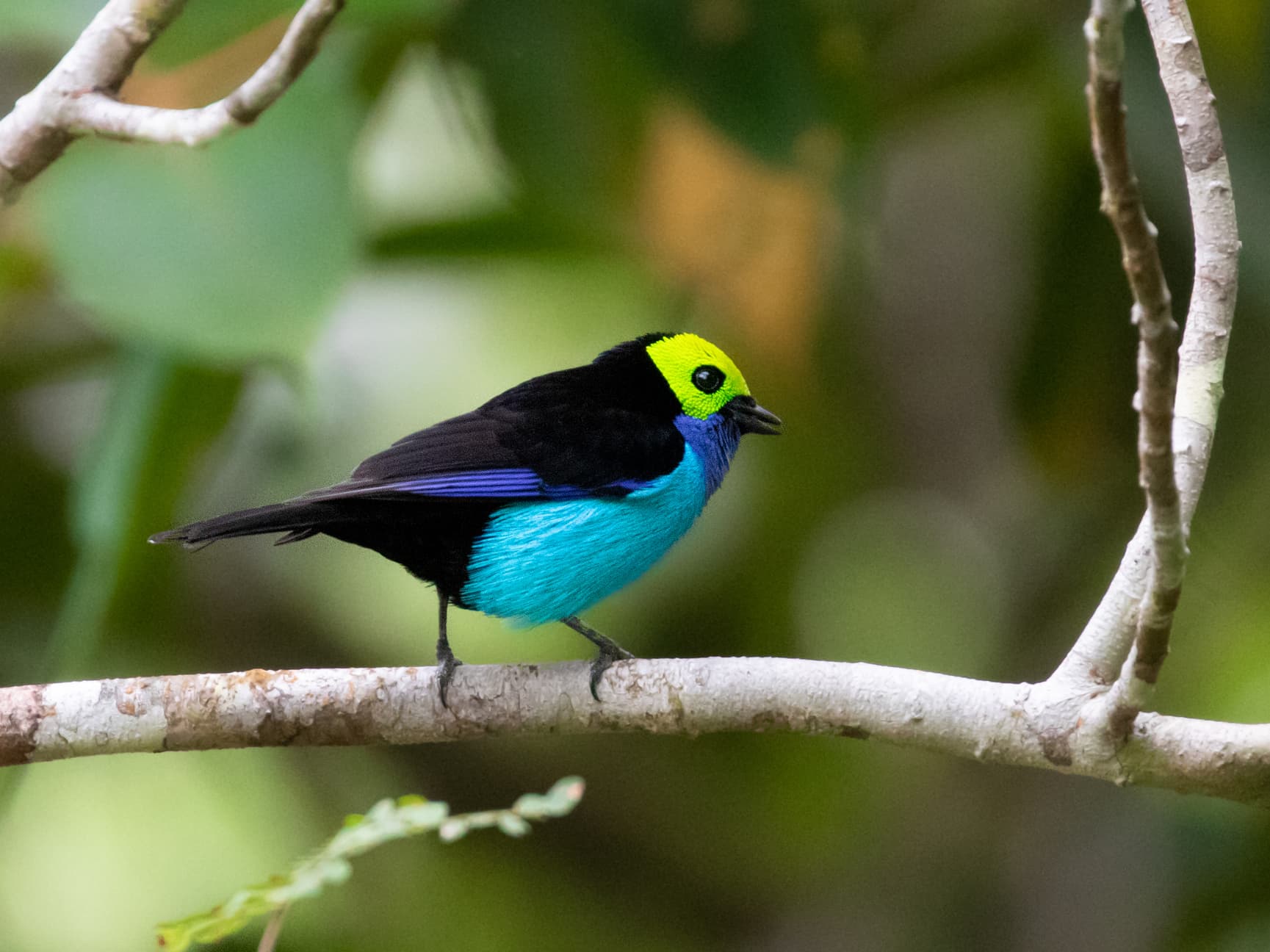 Tangara del paraíso, una de las aves más coloridas de la Amazonía