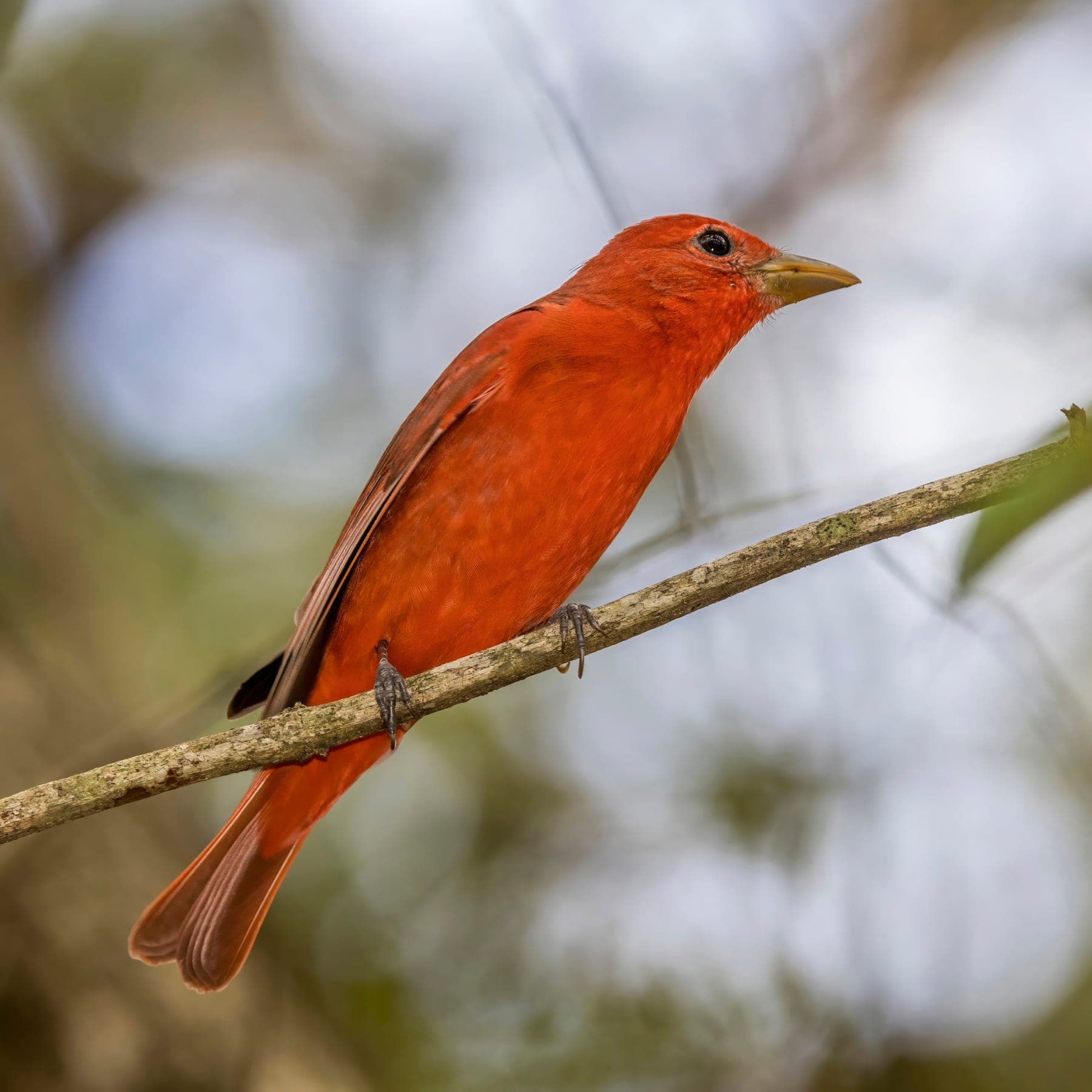 Tangara roja