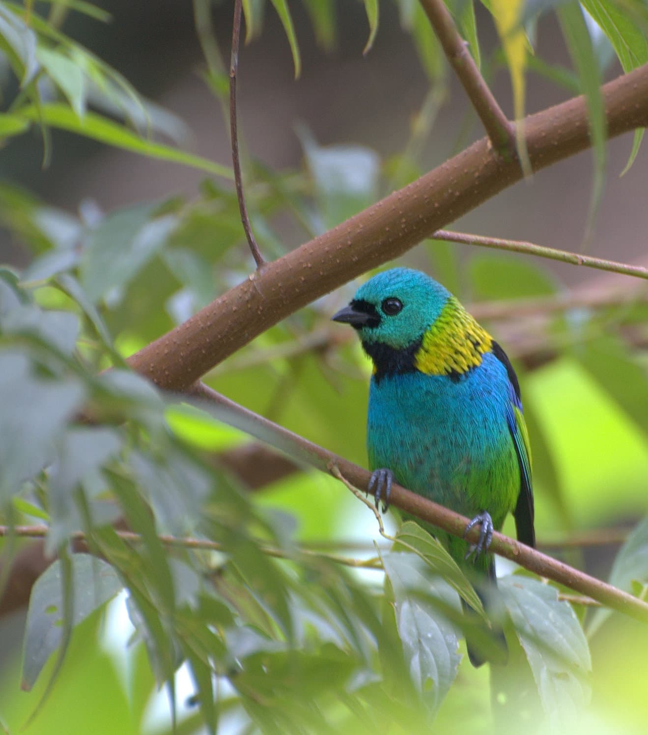 Tangara sietecolores