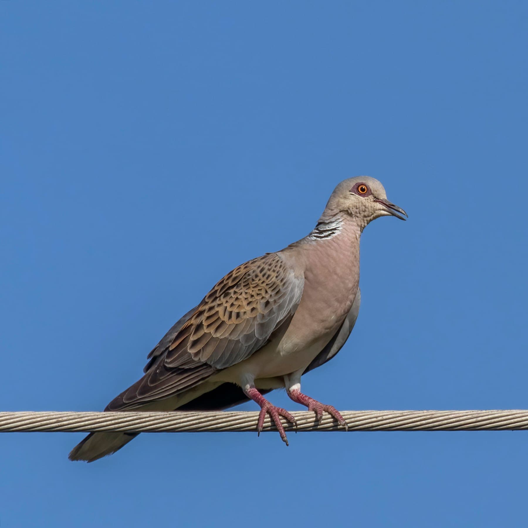 Tórtola europea
