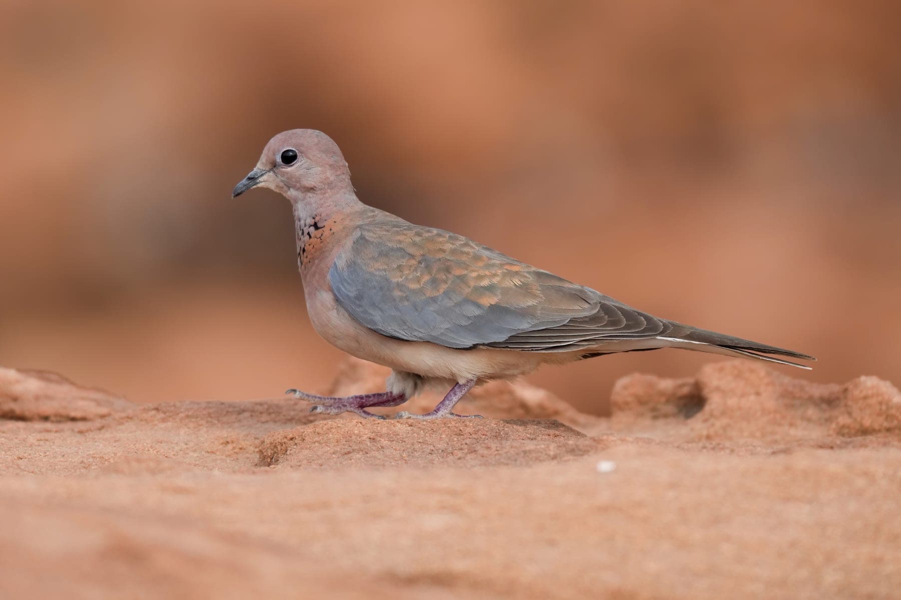 Tórtola senegalesa