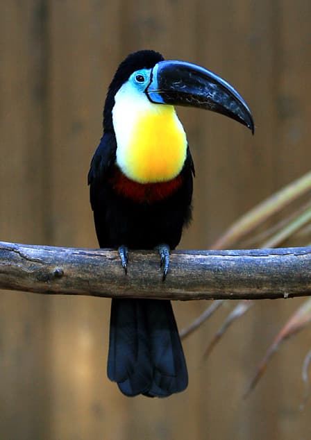 Tucanes grandes — género Ramphastos