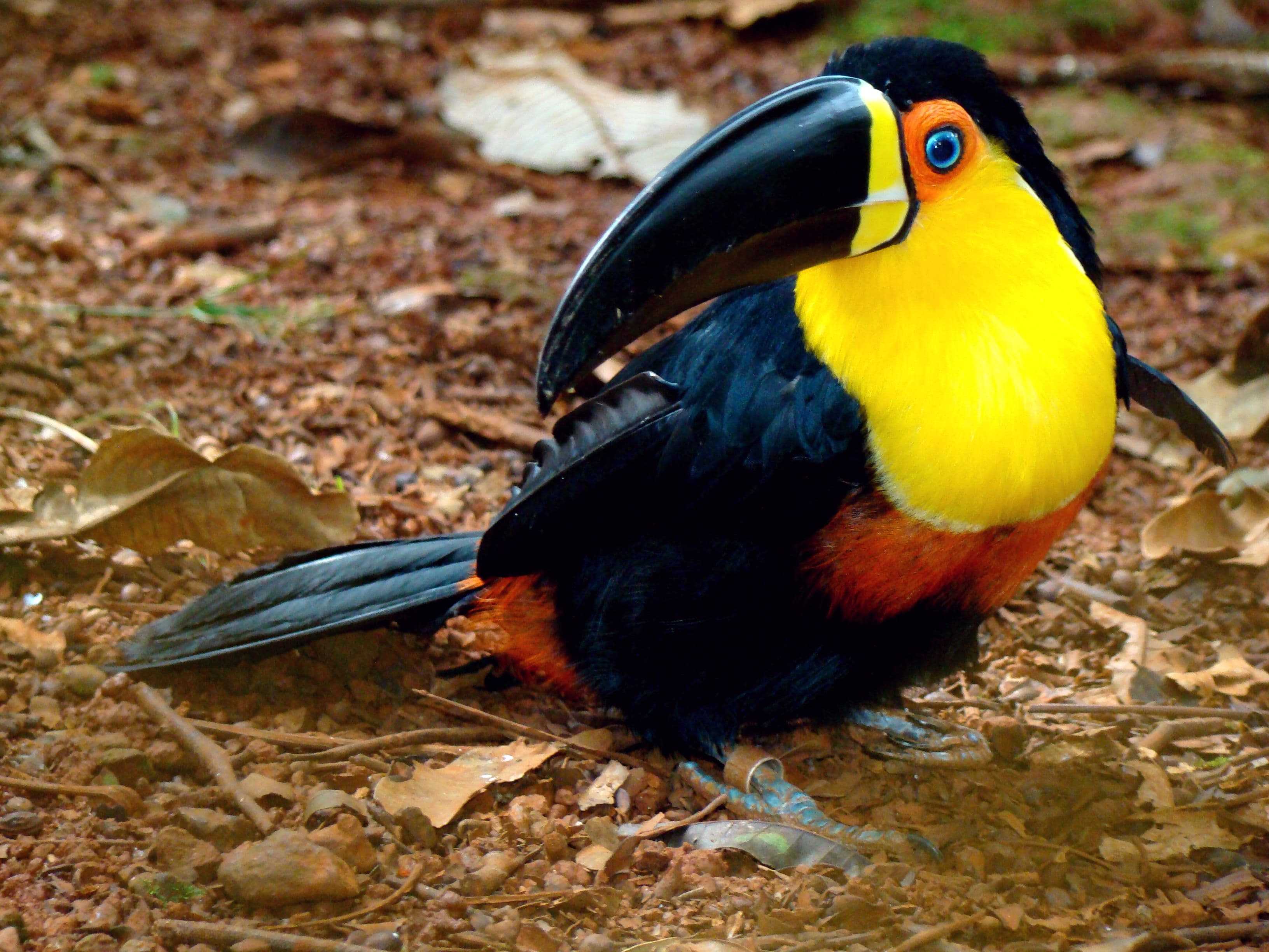 Tucán piquicanal