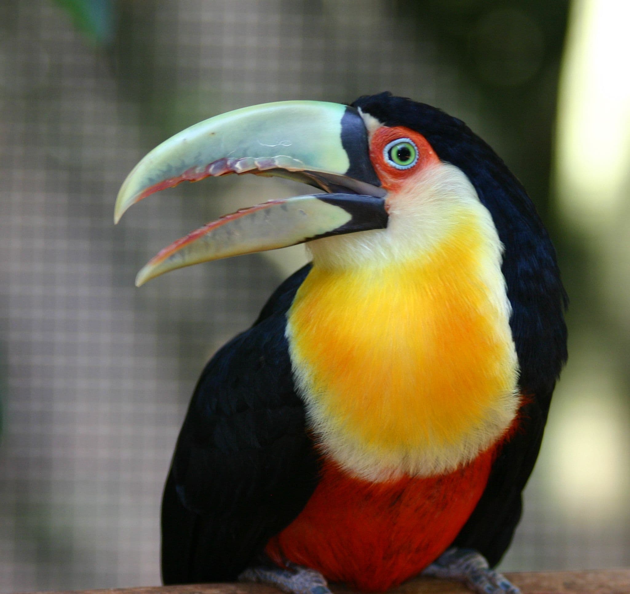 Tucán piquiverde