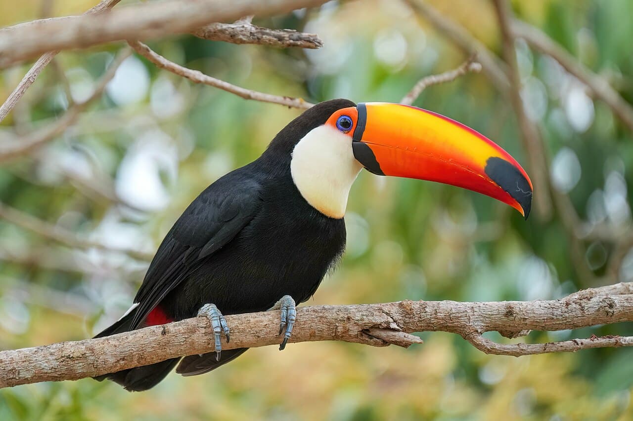 Tucán toco (Ramphastos toco) con su característico pico naranja