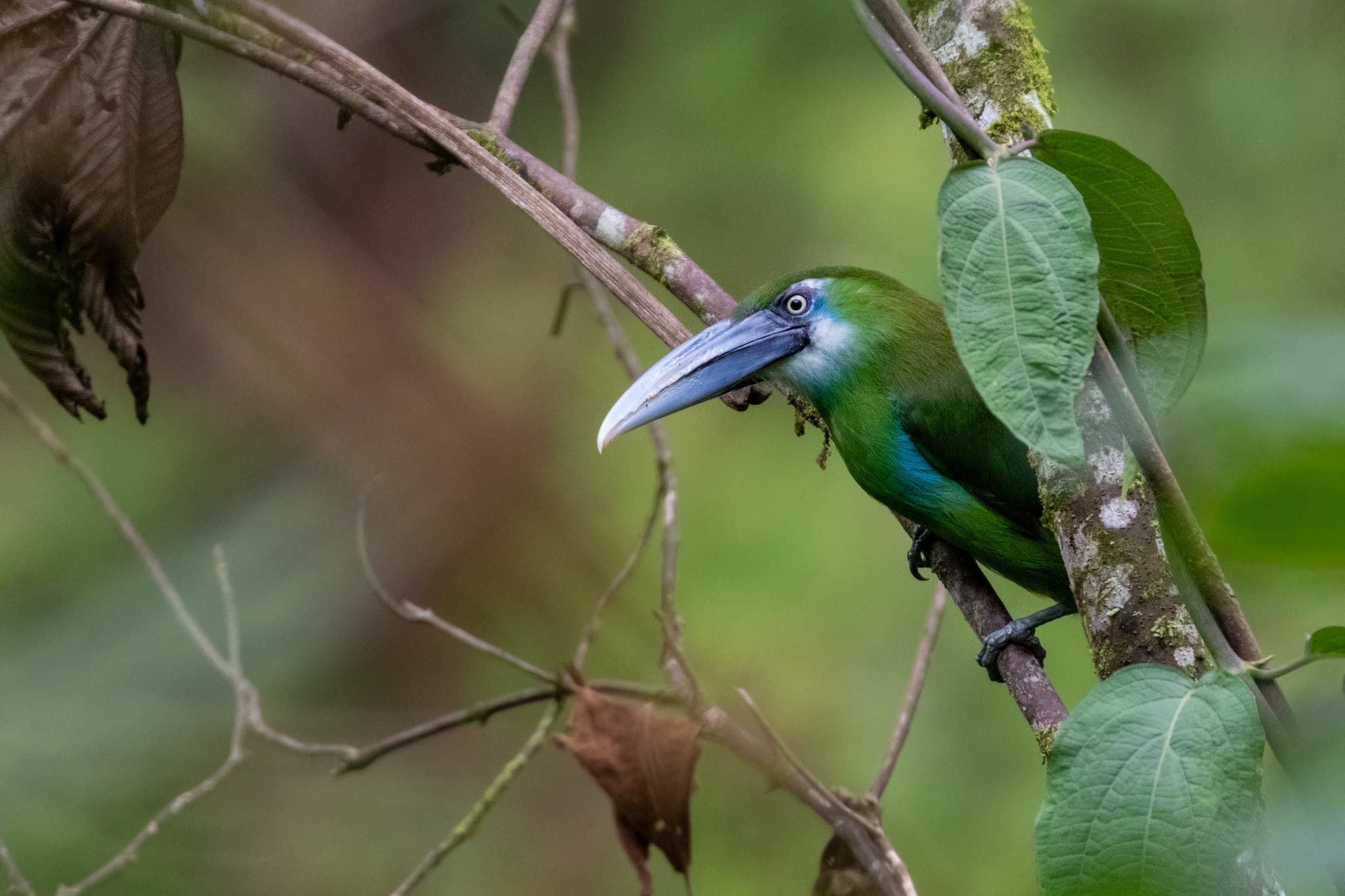 Tucancillo ceñido azul