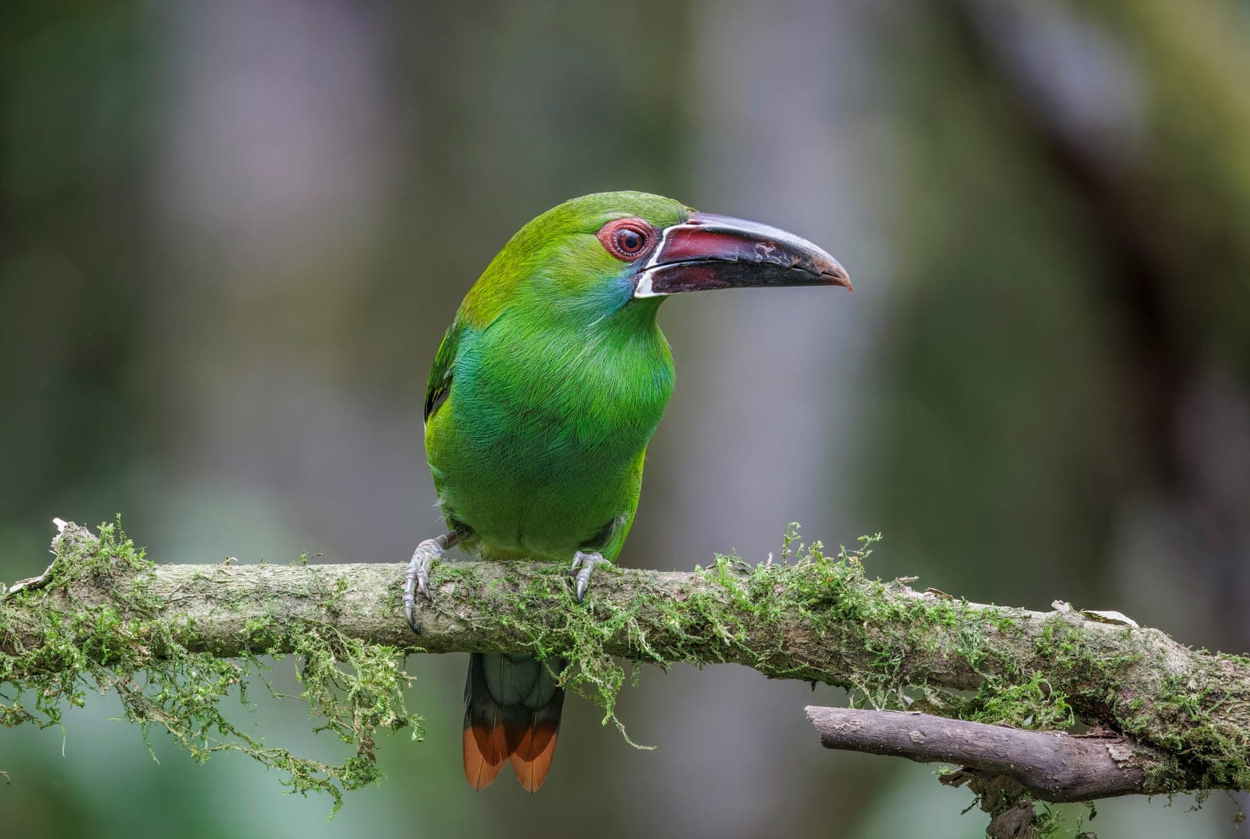 Tucancillo culirrojo