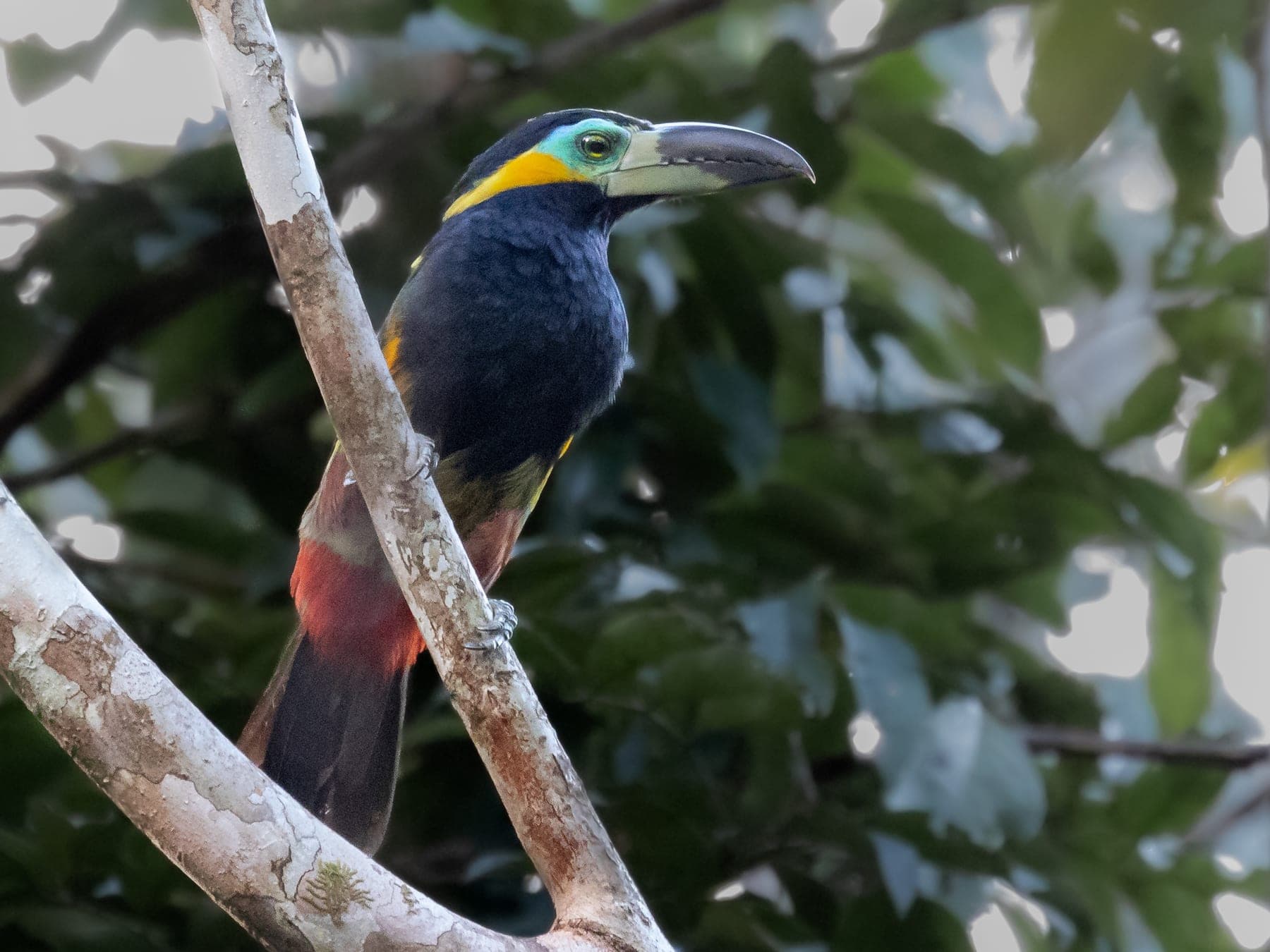 Tucancillos dicromáticos — género Selenidera