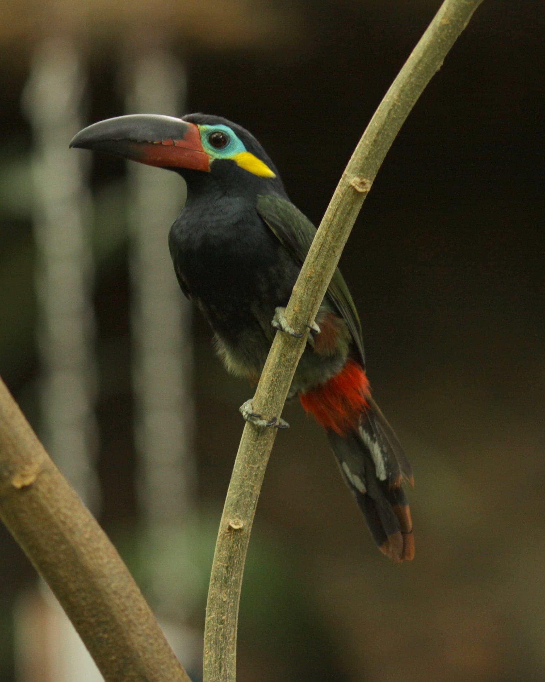 Tucancillo de Guayana