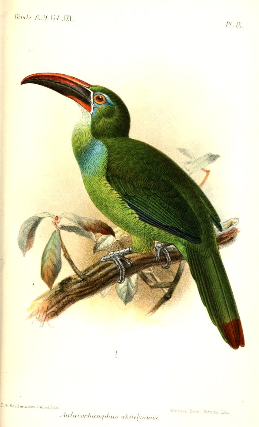 Tucancillo de los tepuyes