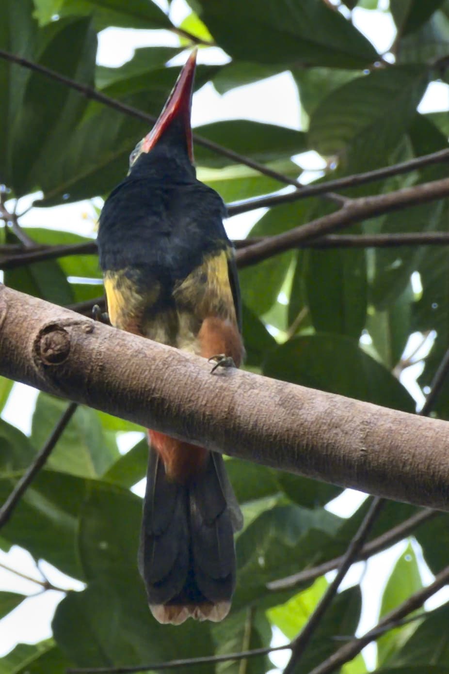 Tucancillo de Natterer