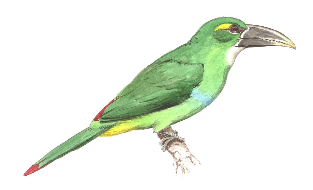 Tucancillo del Huallaga