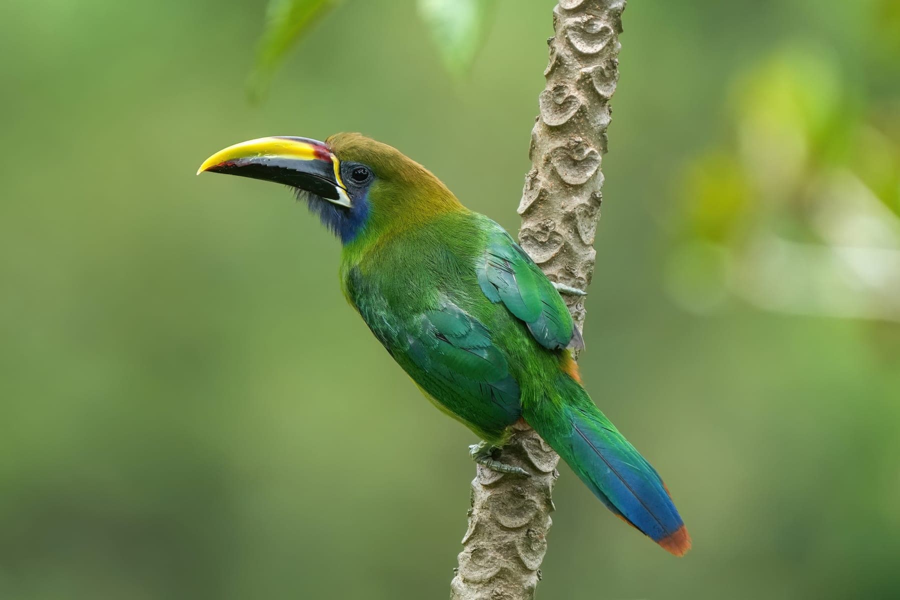 Tucancillo gorjiazul