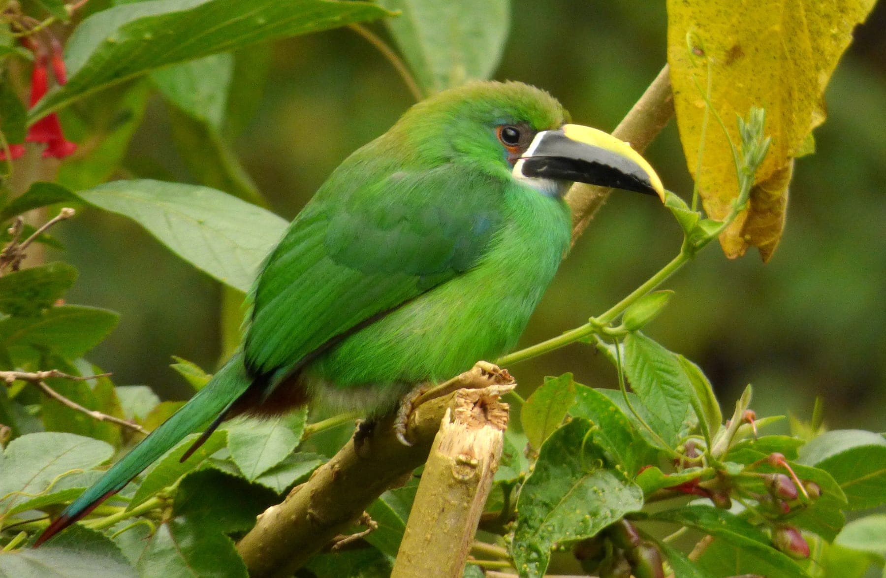 Tucancillo gorjinegro