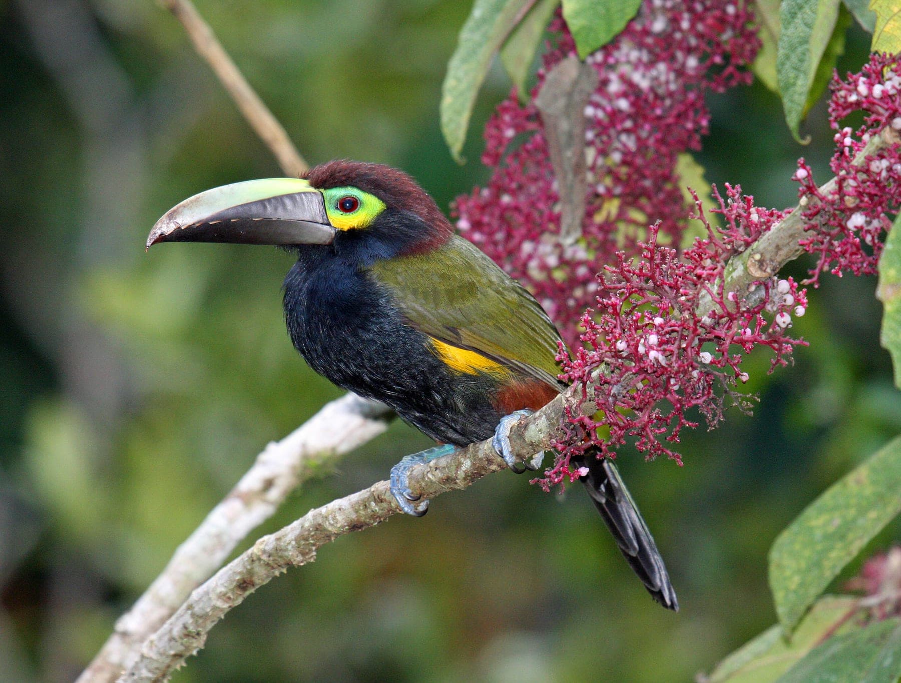 Tucancillo orejiamarillo