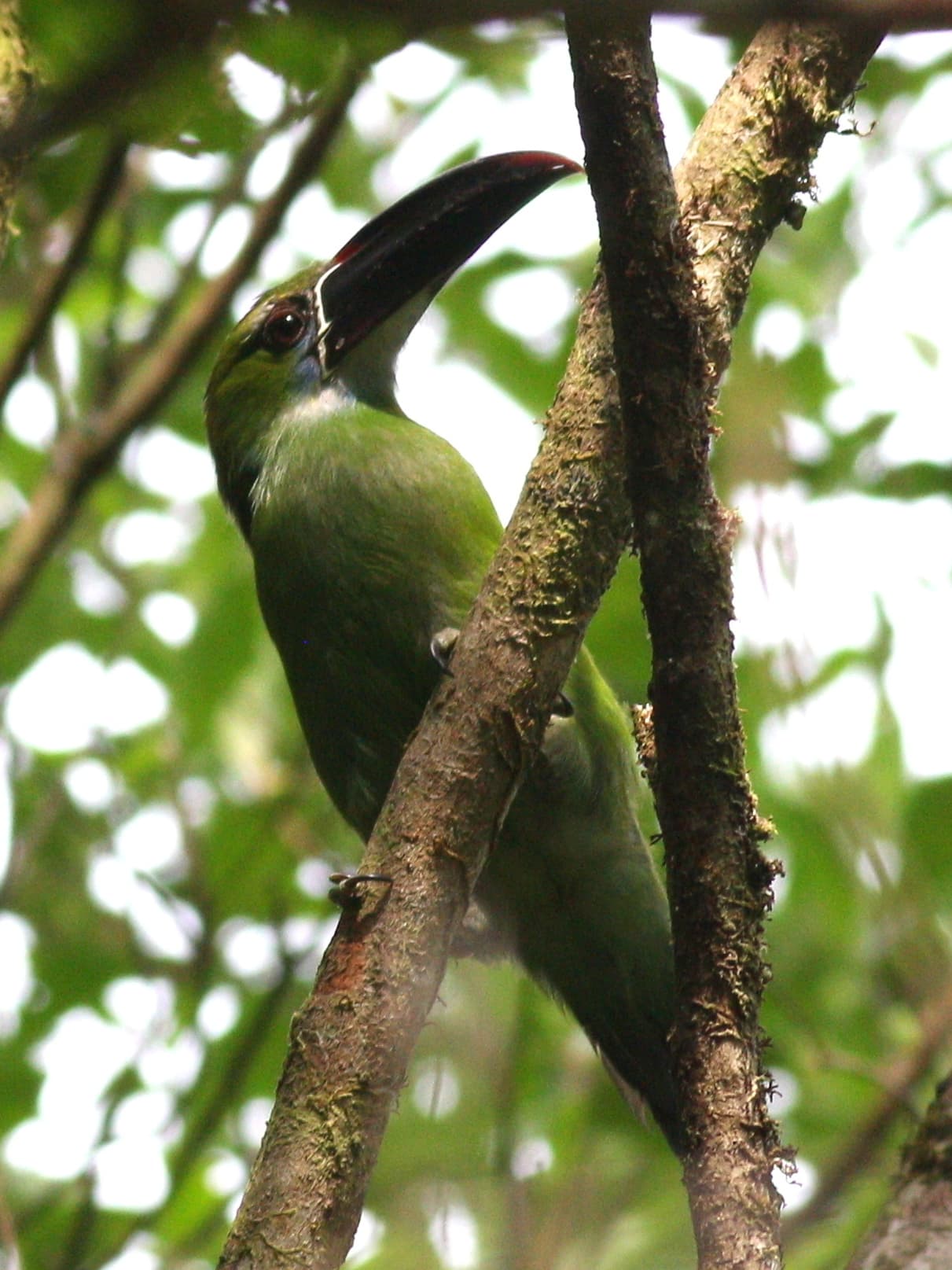 Tucancillo piquinegro