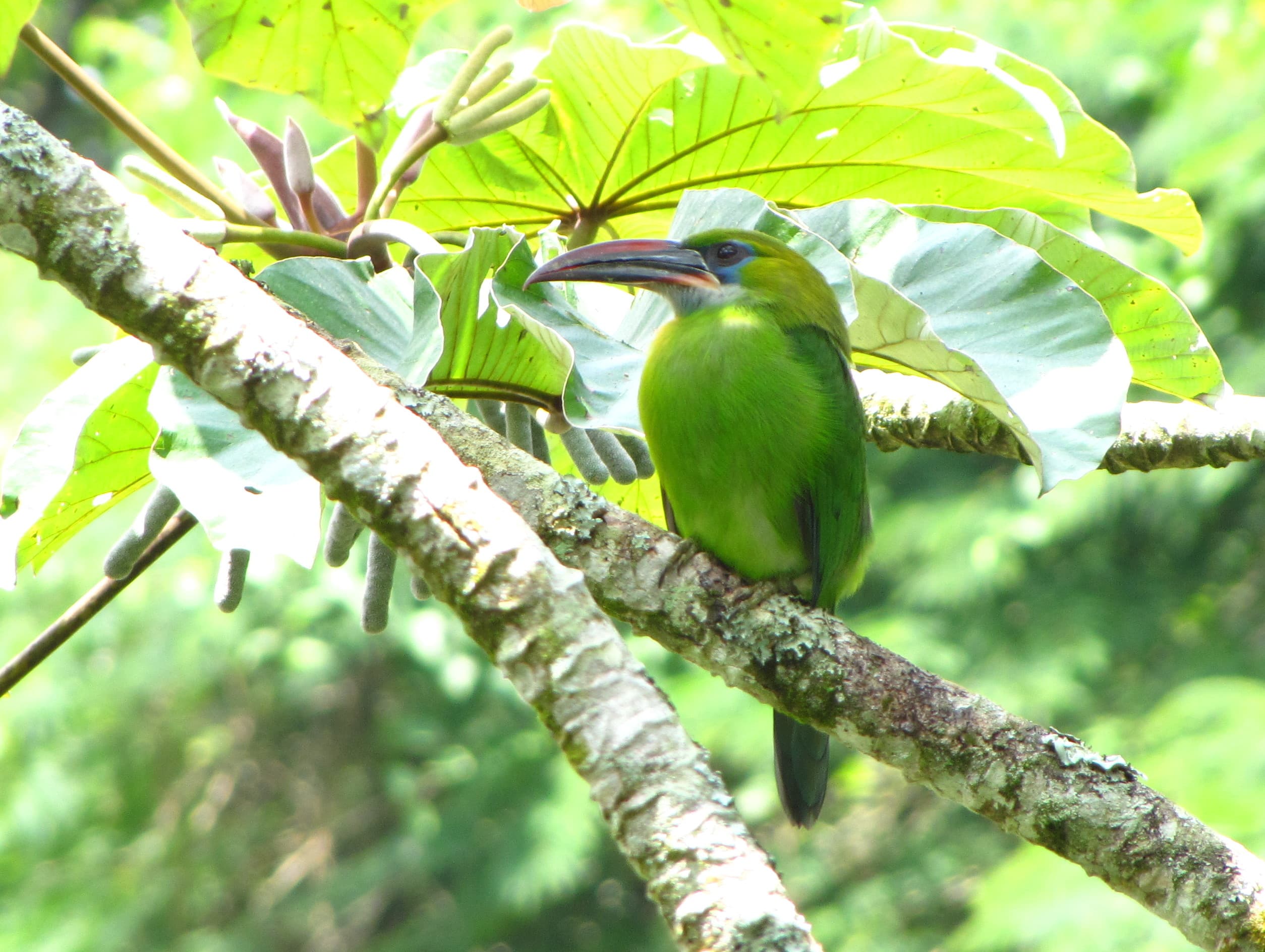 Tucancillo piquisurcado