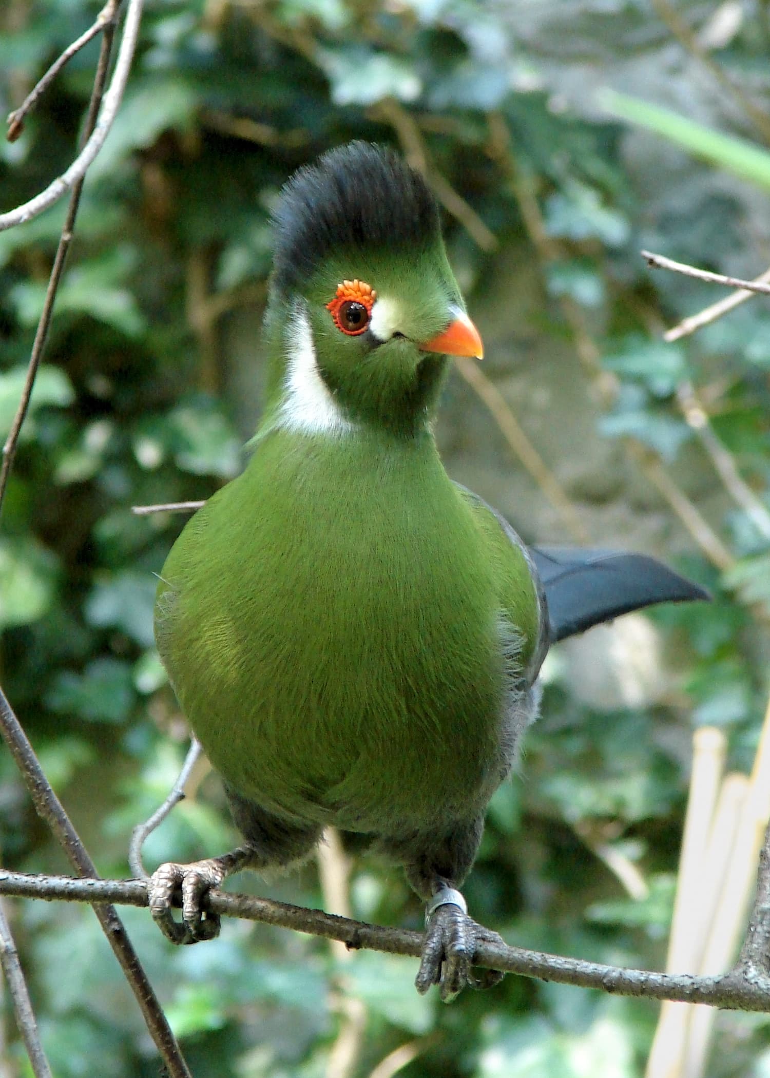 Turaco cariblanco