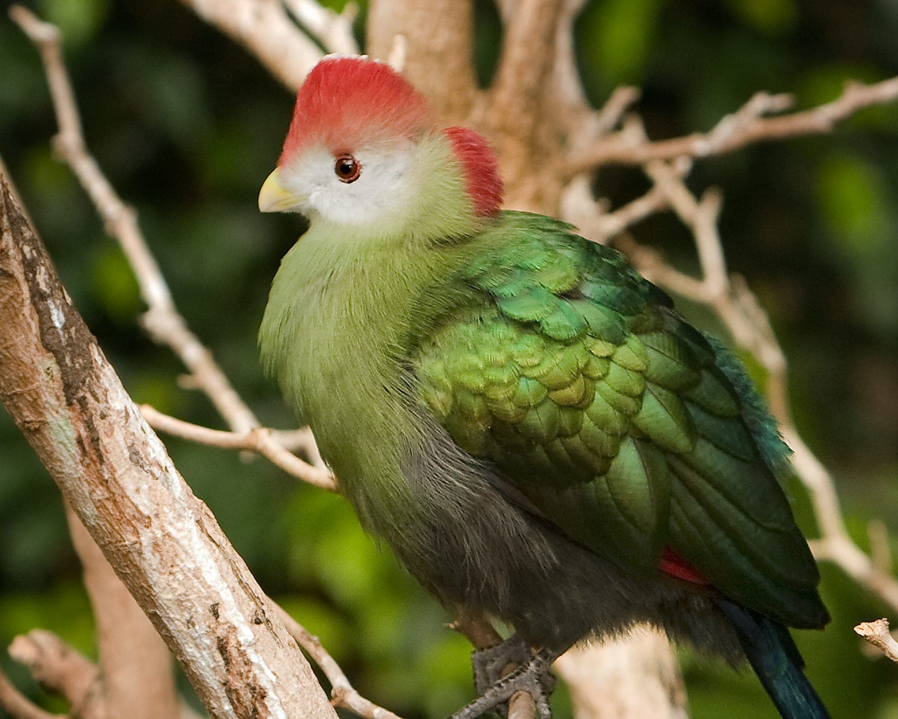 Turaco crestirrojo