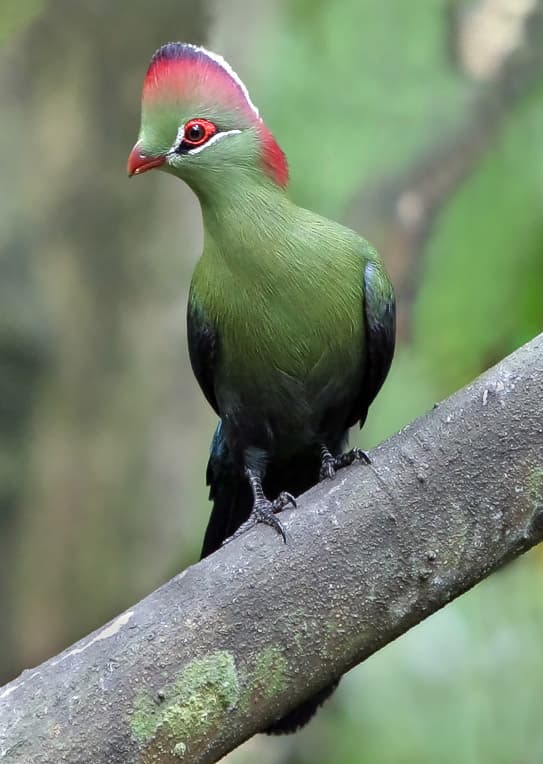 Turaco de Fischer