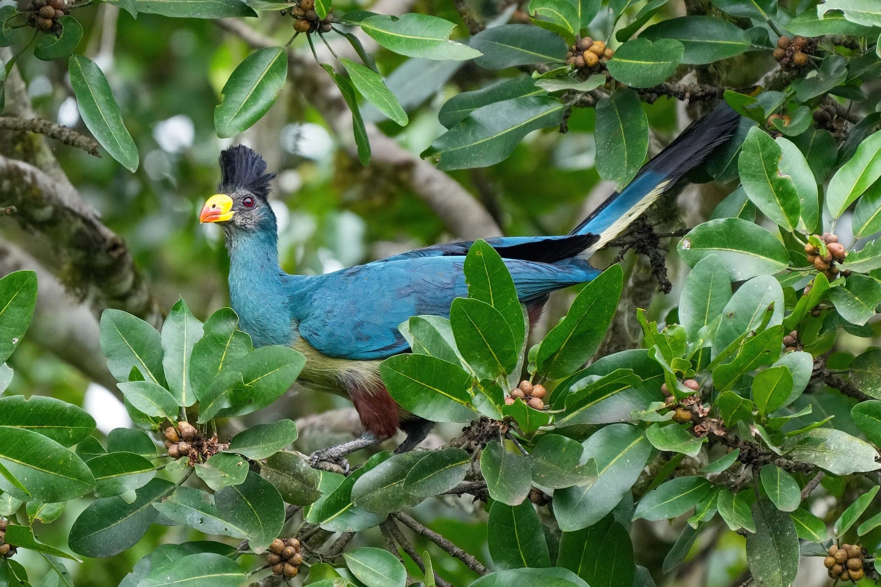 Turaco gigante