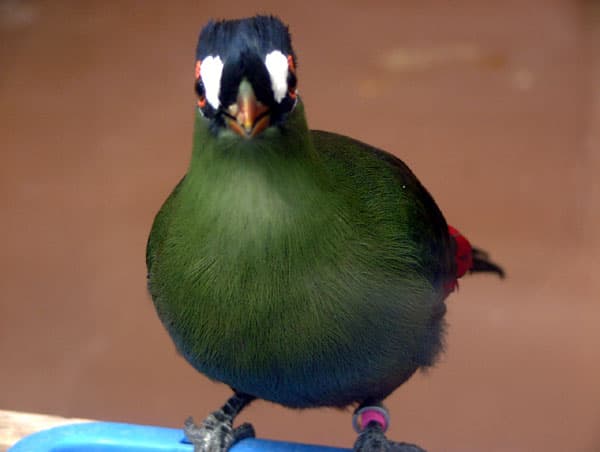 Turaco de Hartlaub