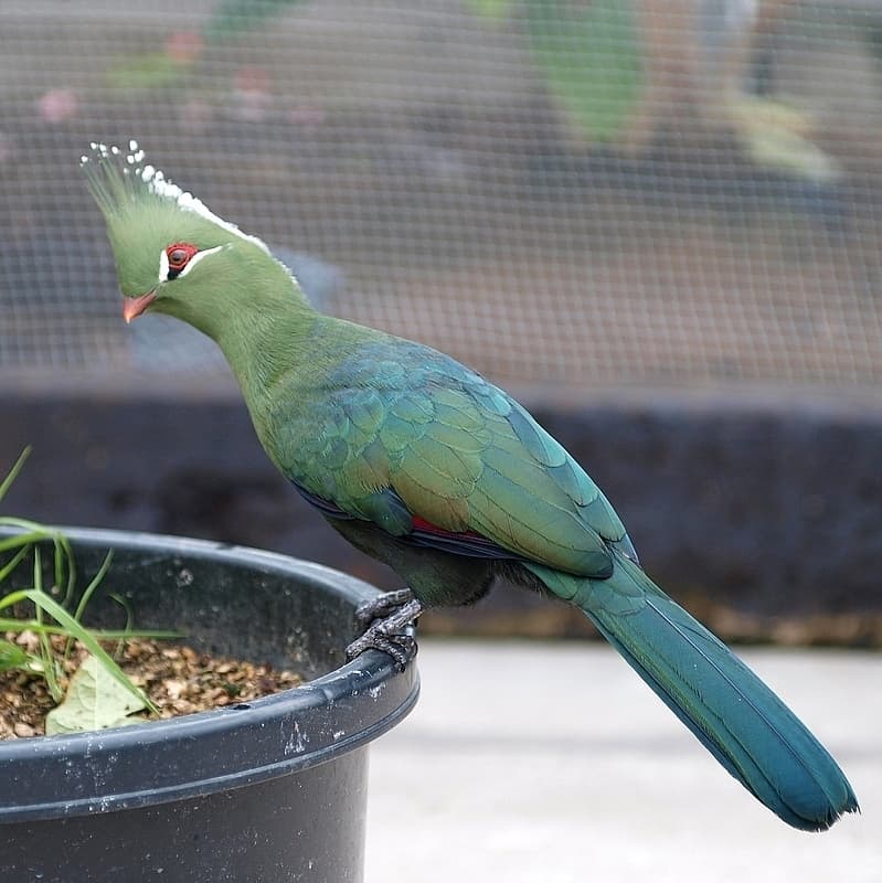 Turaco de Livingstone
