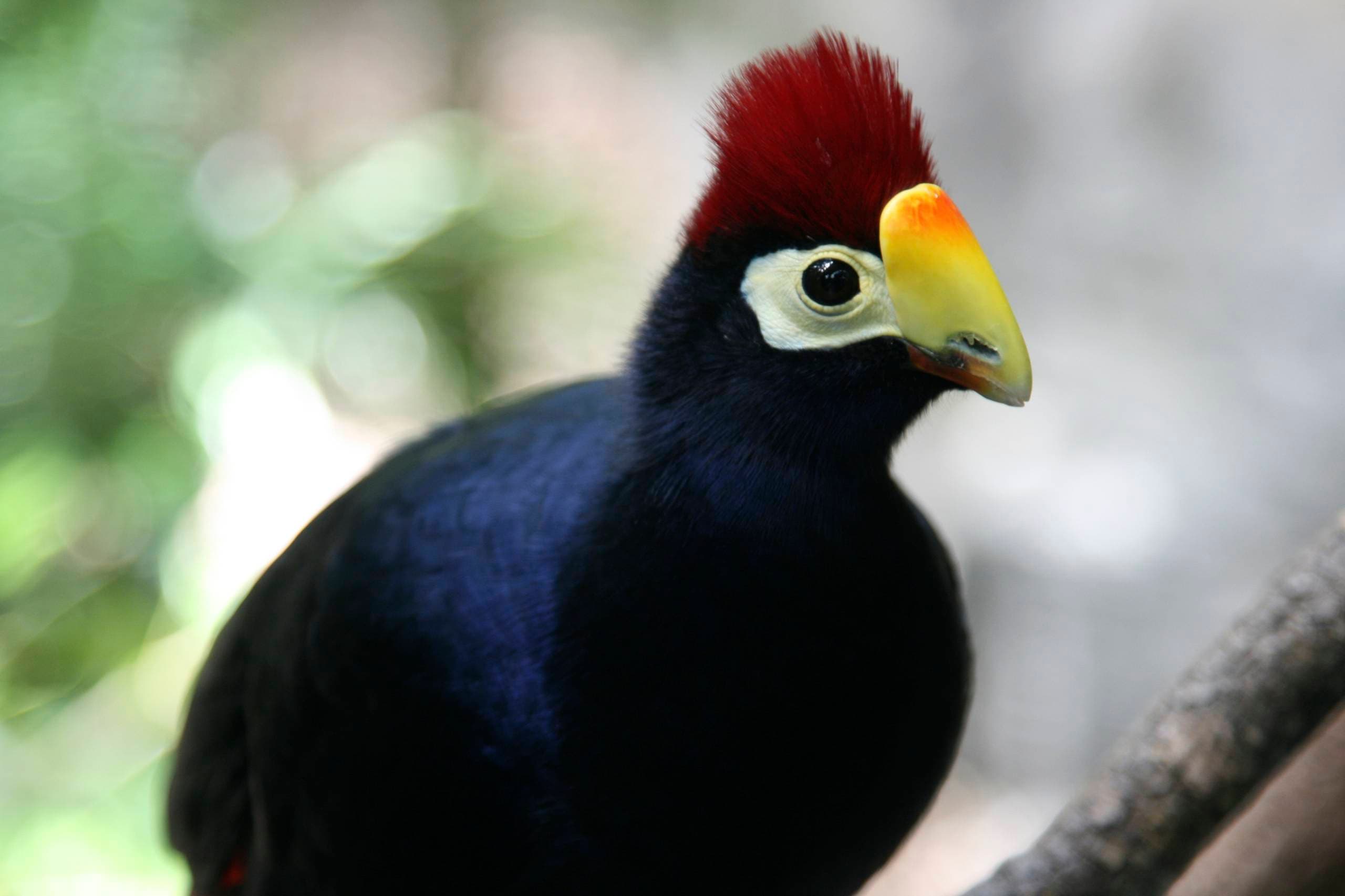 Turaco de Ross