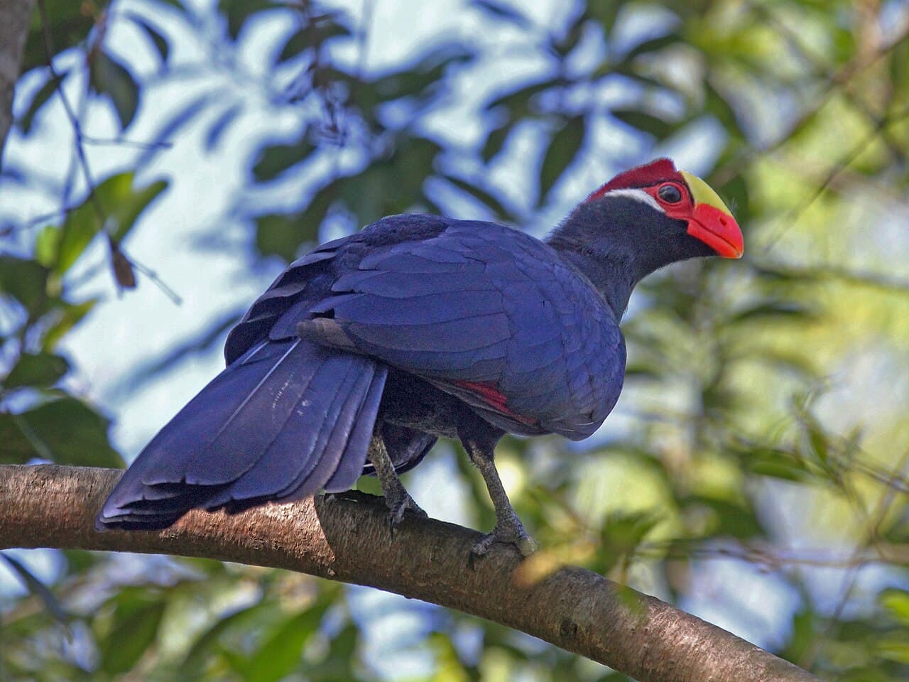 Turaco violáceo de plumaje violeta intenso y corona carmesí