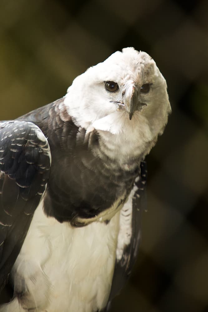 Águila Harpía