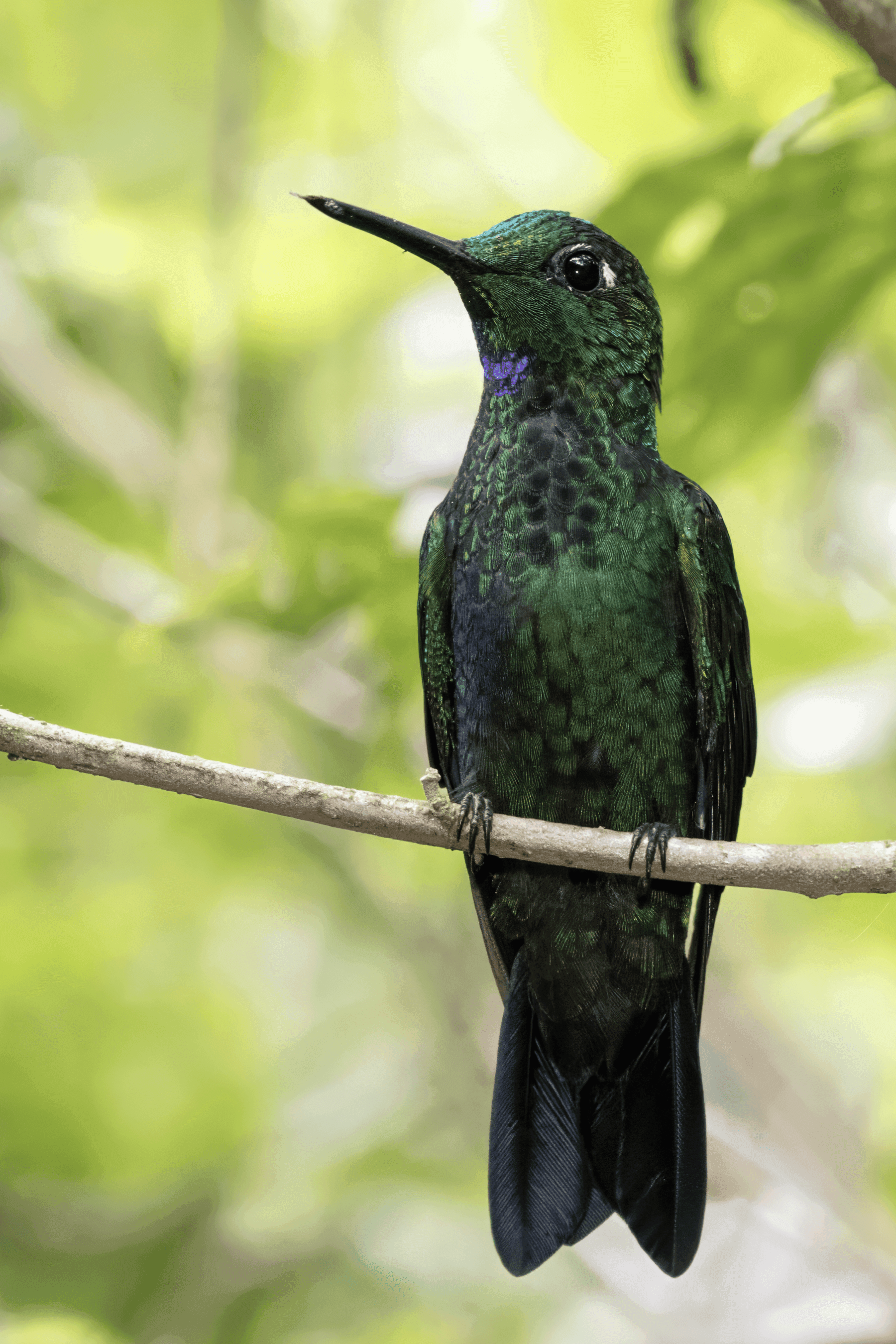 Brillante coroniverde