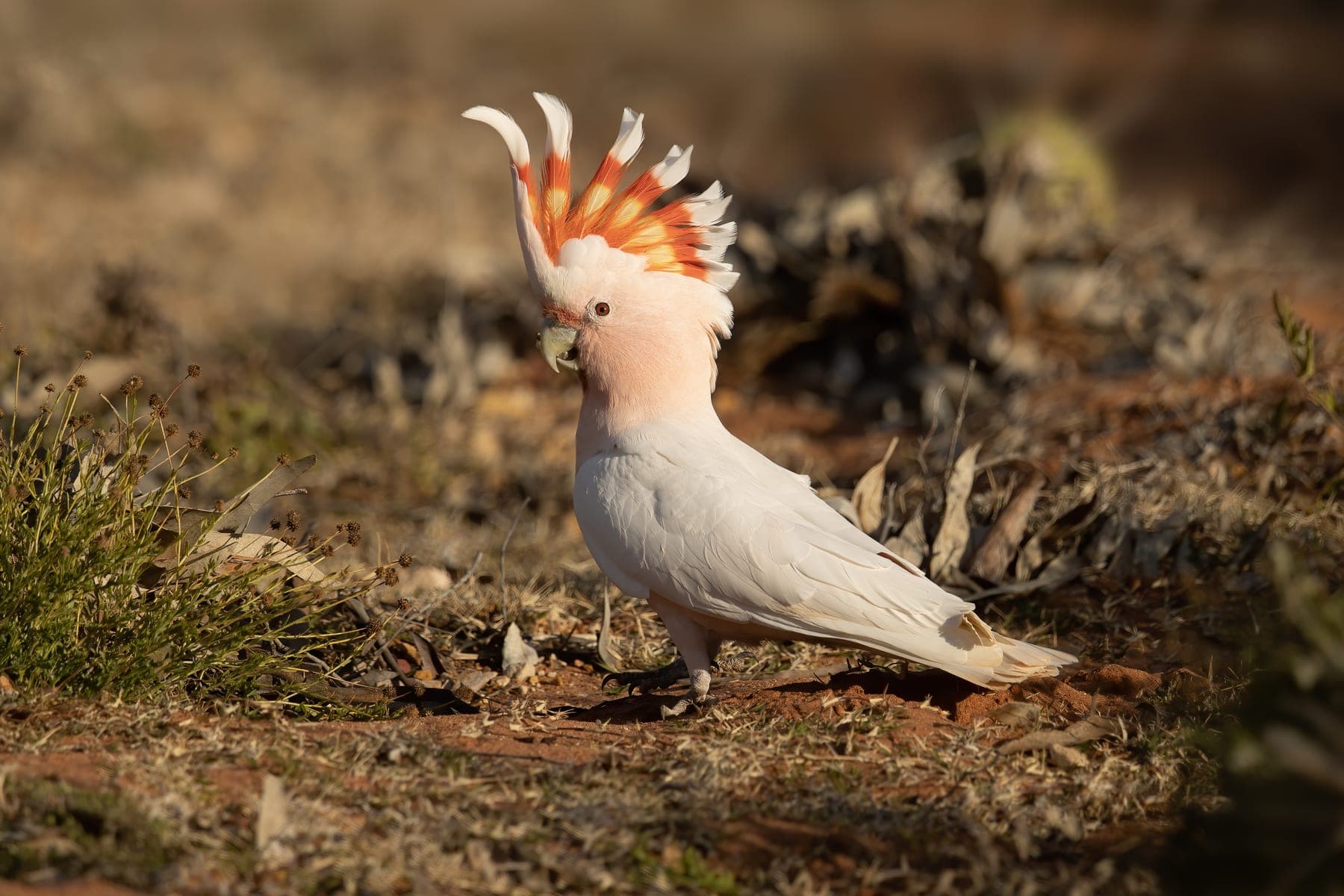 Cacatúa