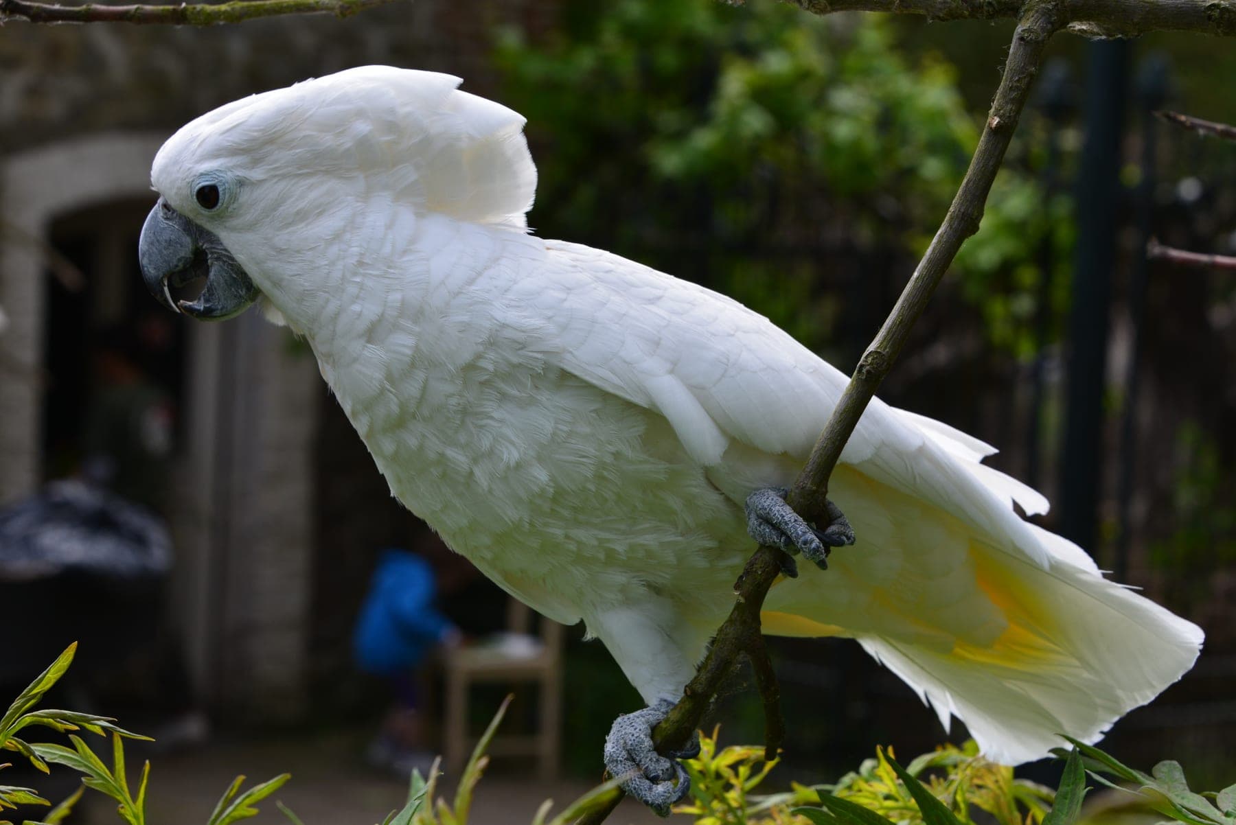 Cacatúa blanca (moño blanco)